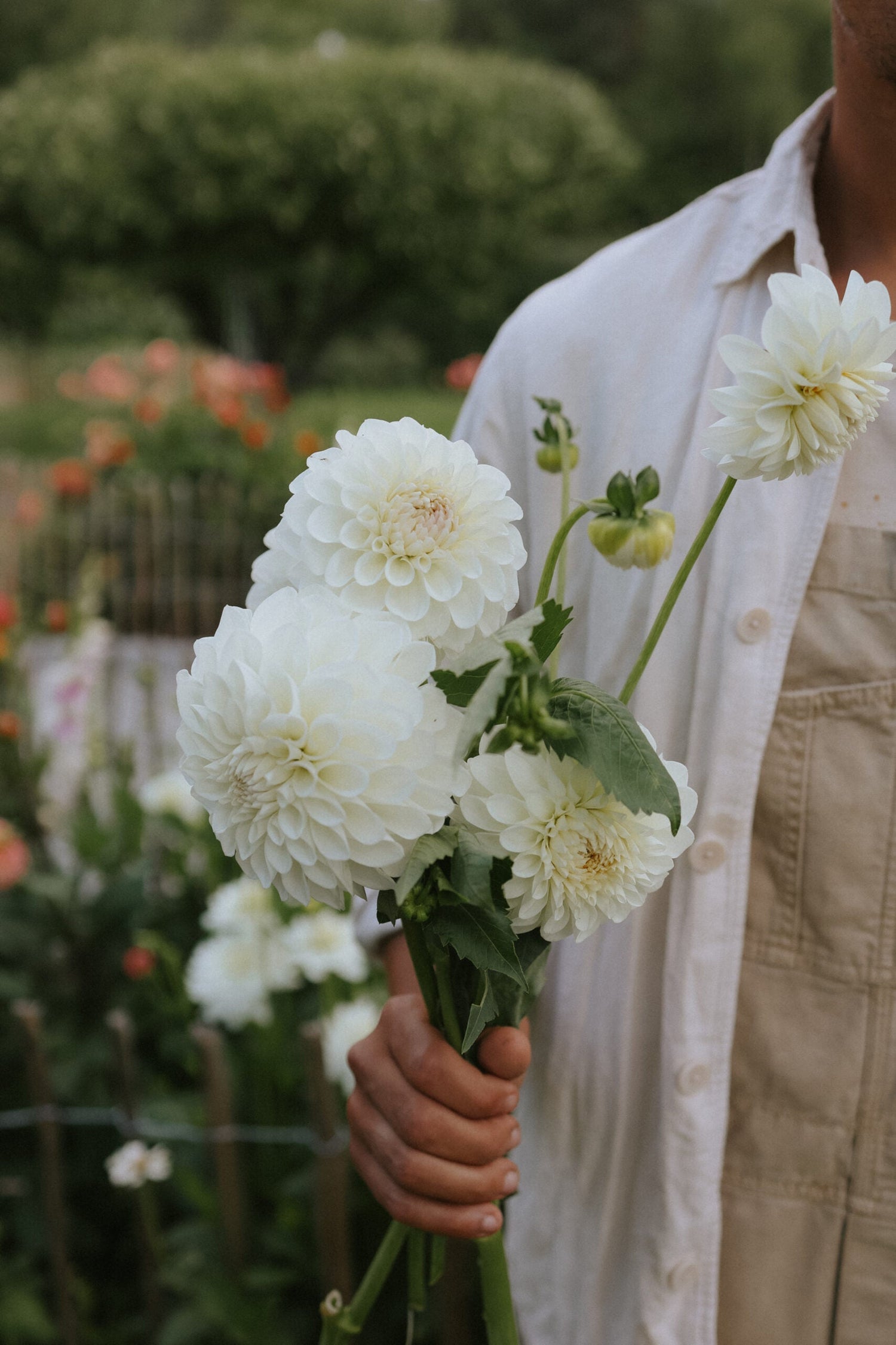 Dahlia - Boom Boom White