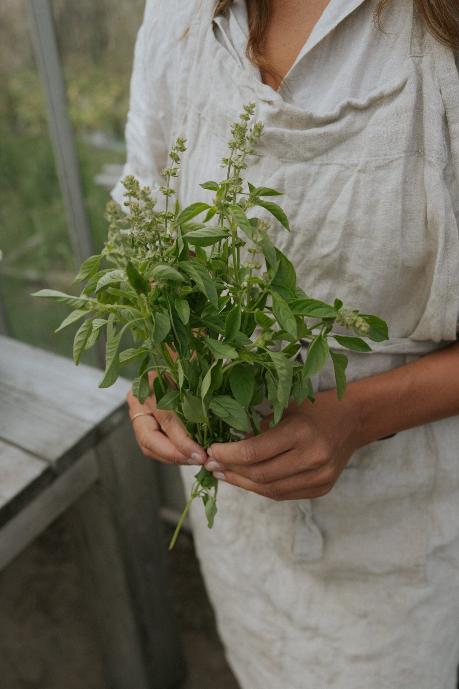 Citronbasilika - Lemon Basil EKO