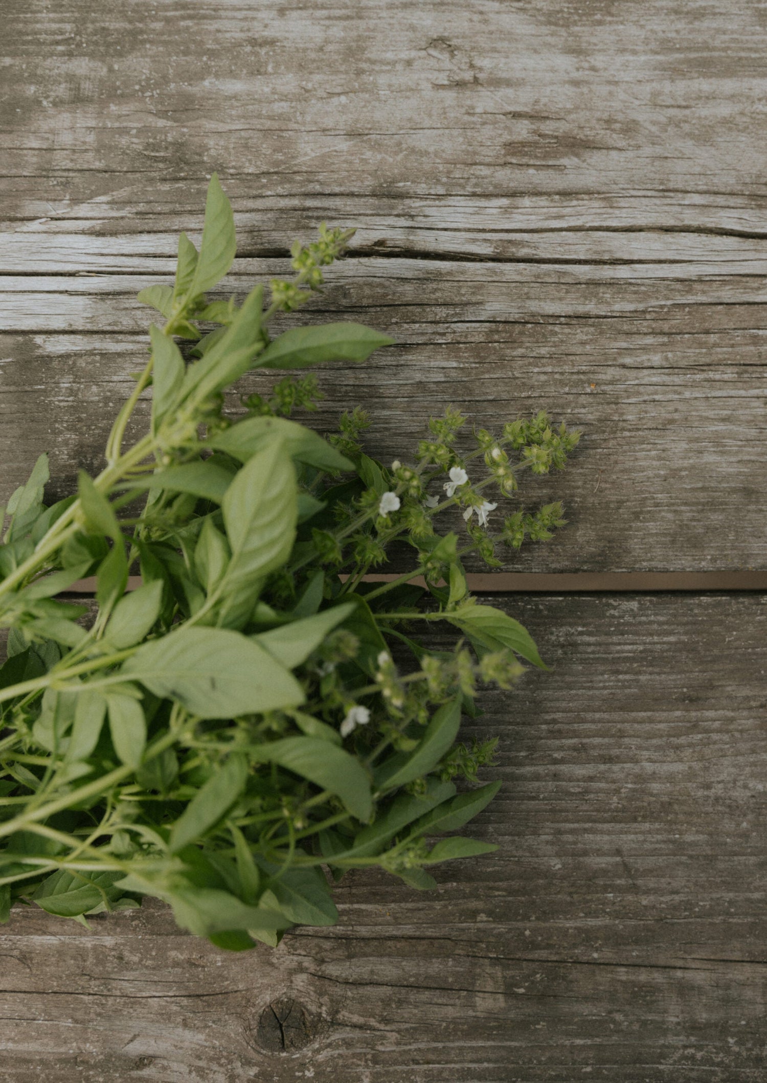 Citronbasilika - Lemon Basil EKO