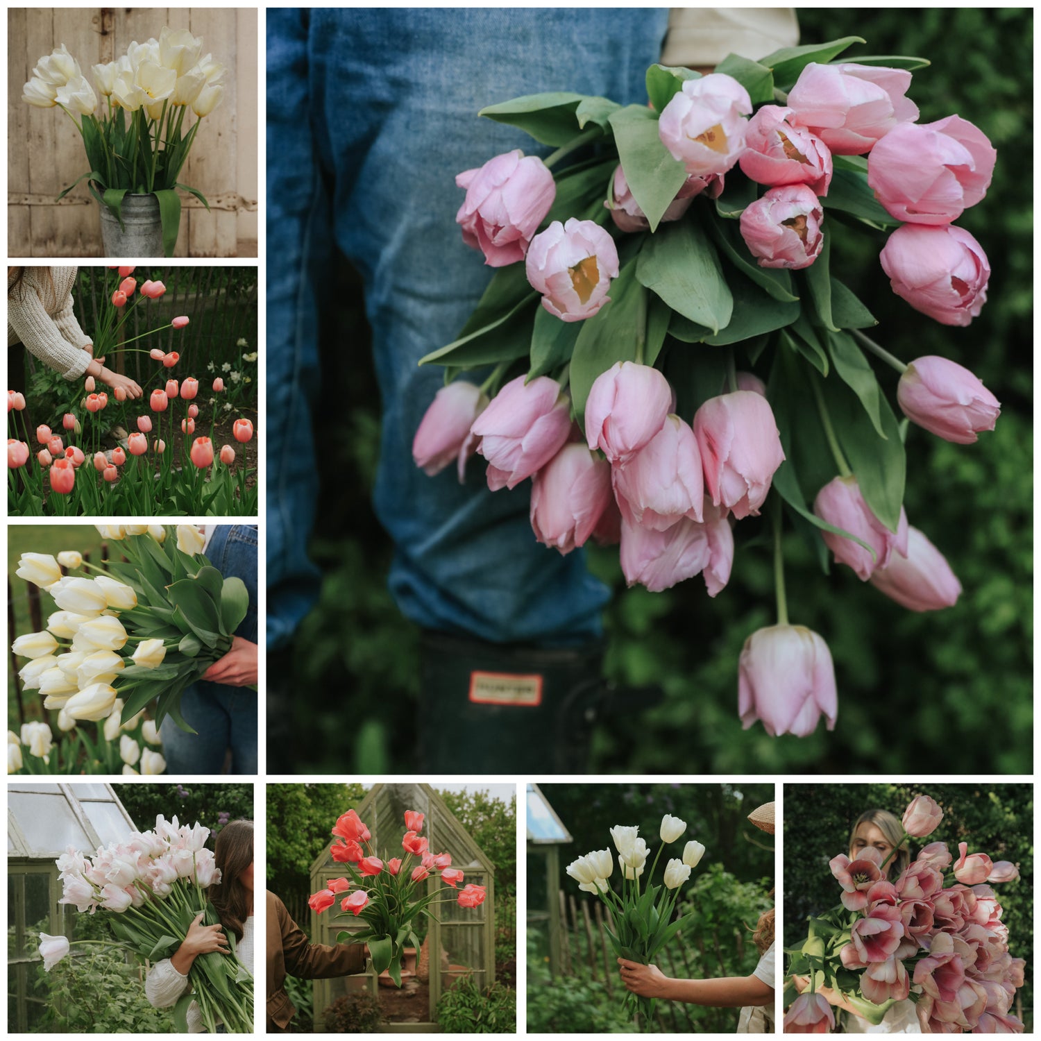 Bulb Pack - Returning Tulips