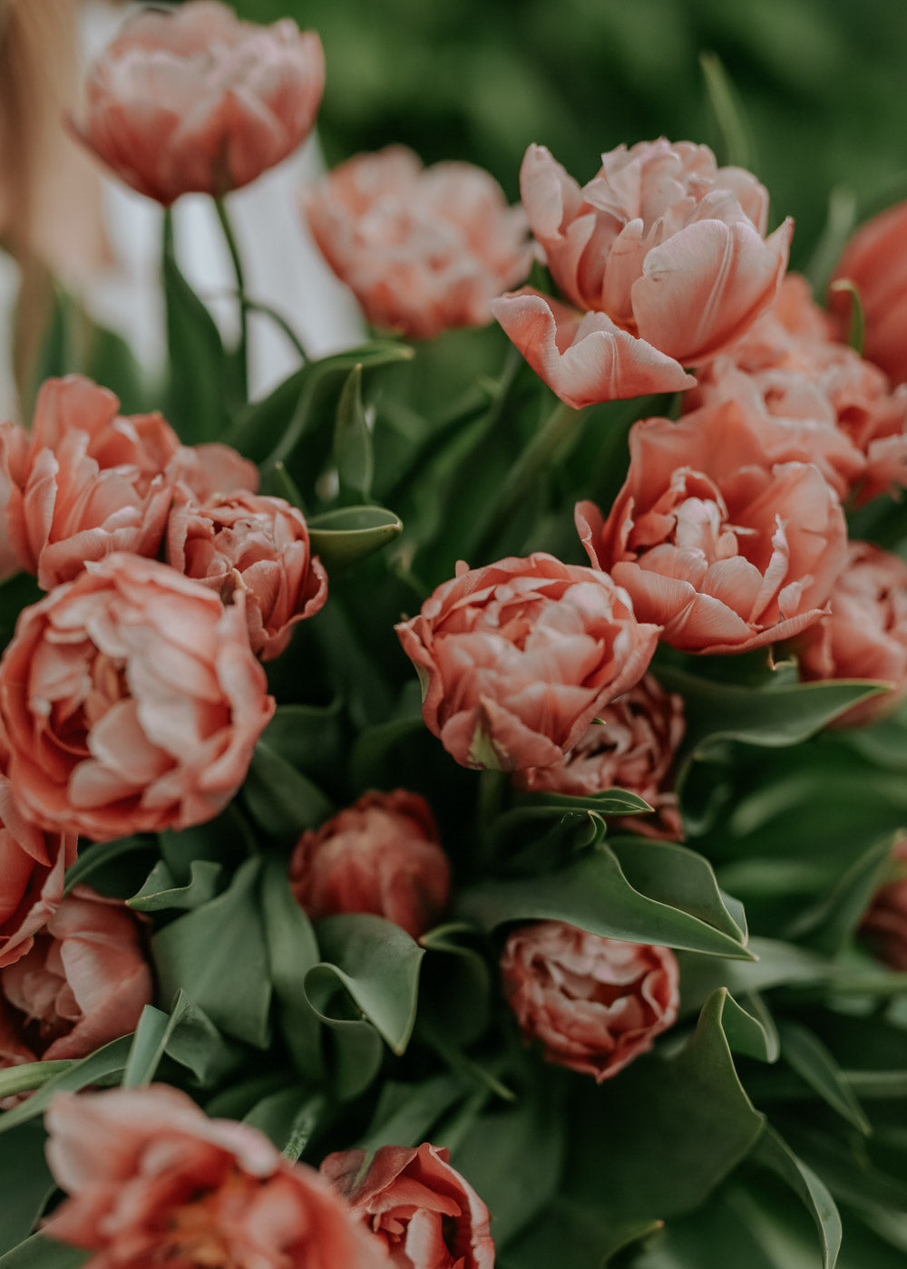 Tulip - Copper Image