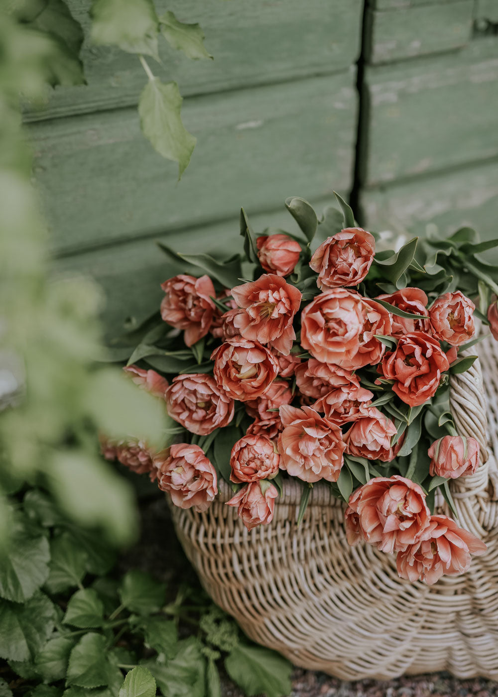 Tulip - Copper Image