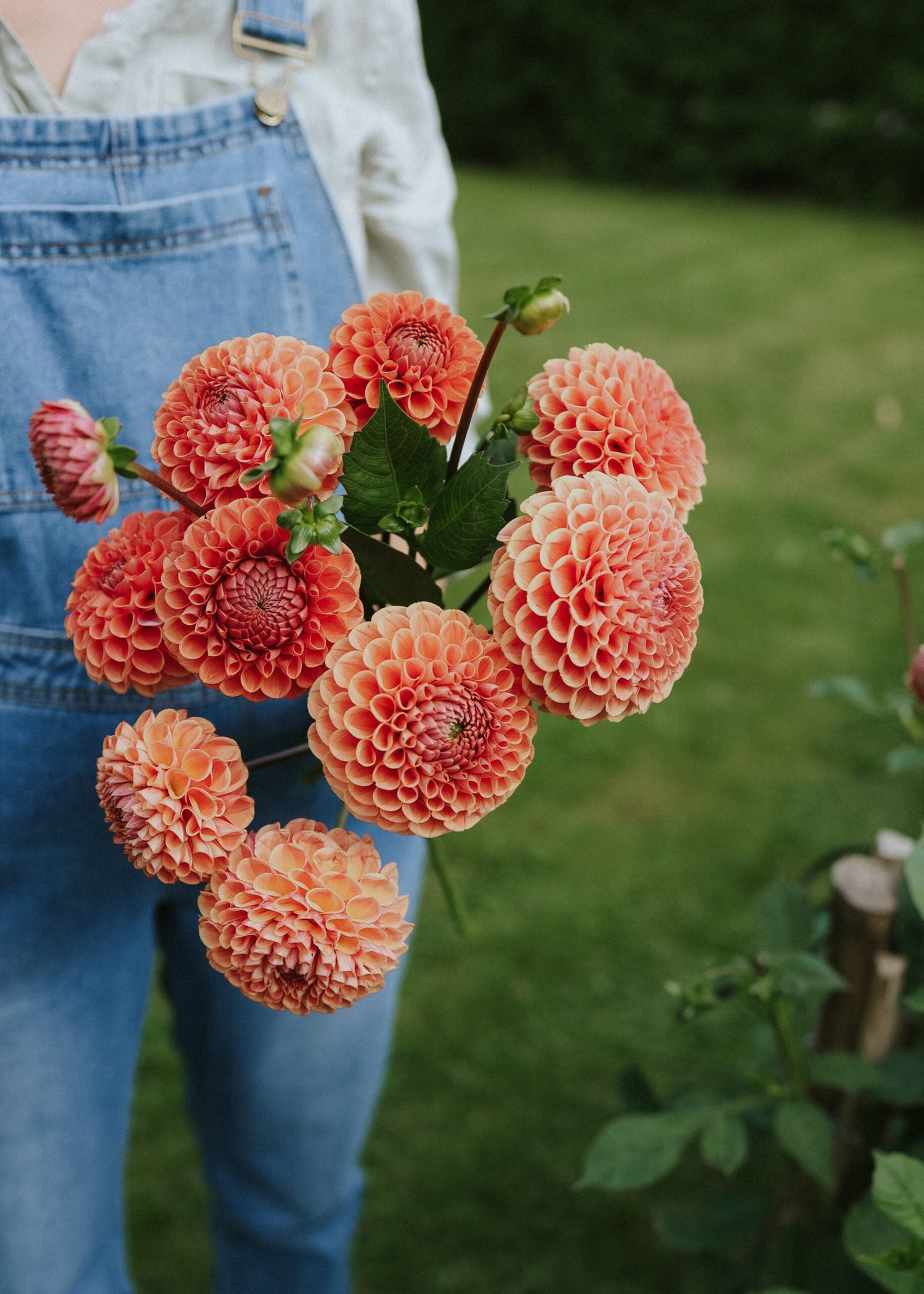 Dahlia - Cornel Bronze