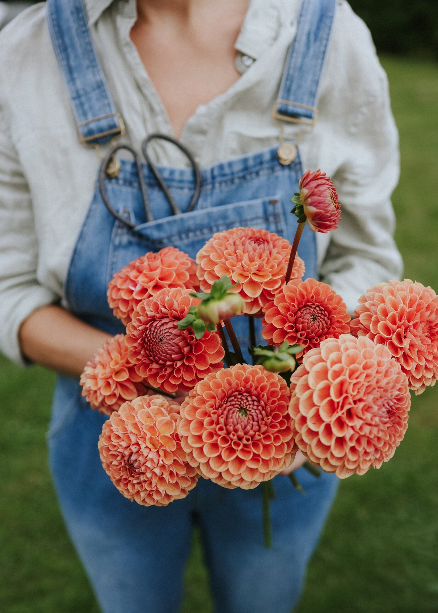 Dahlia - Cornel Bronze