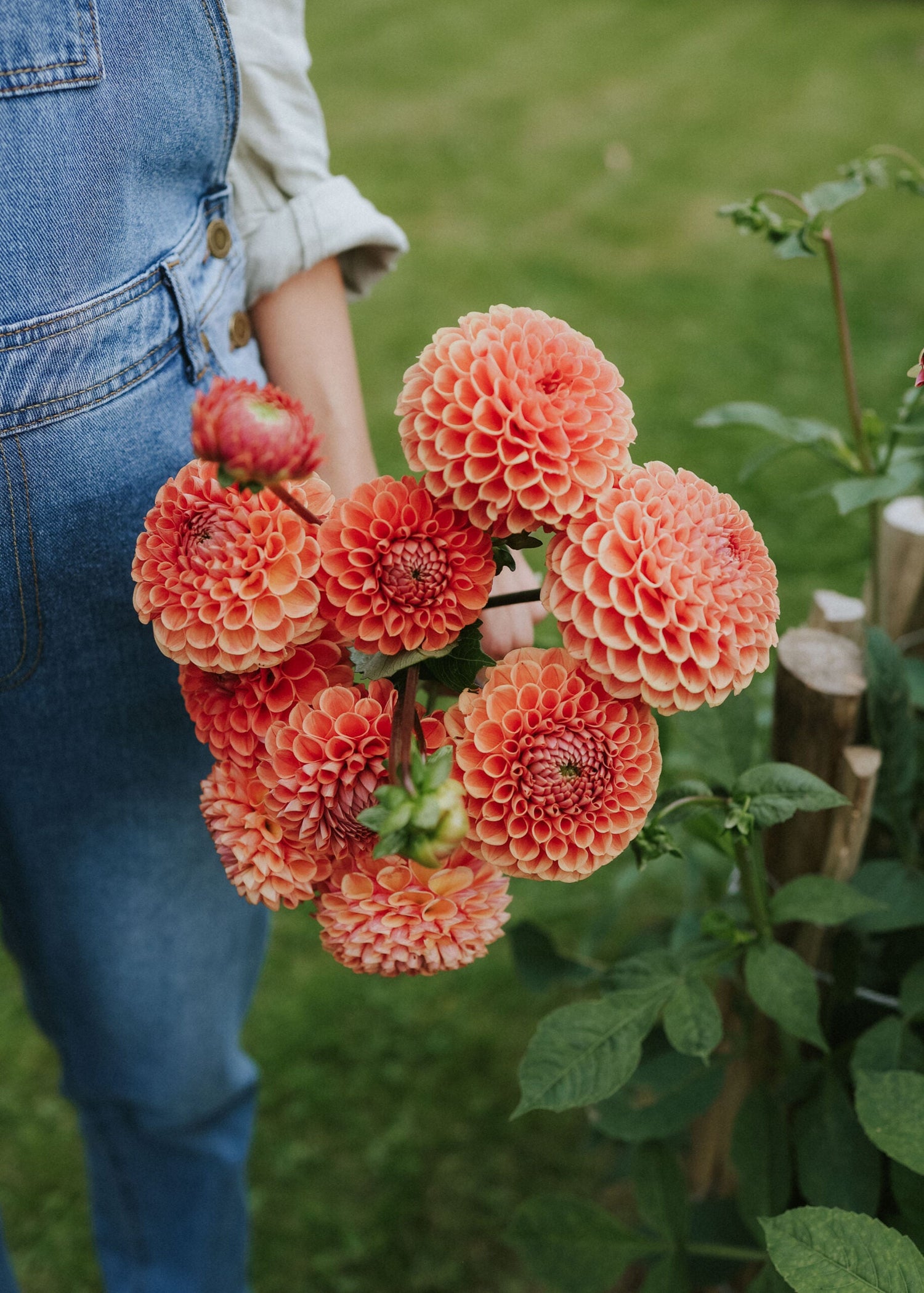 Dahlia - Cornel Bronze