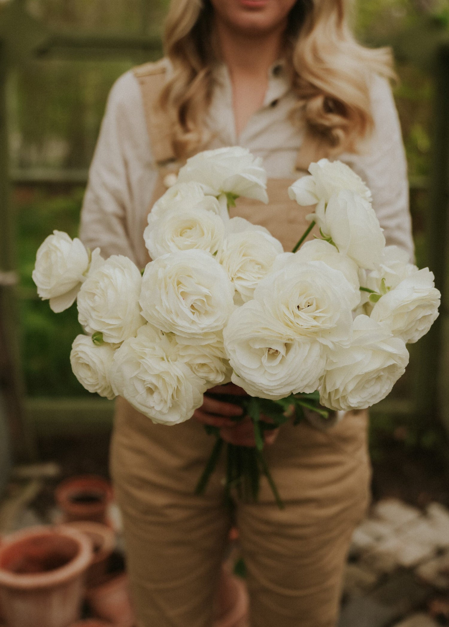Ranunculus – Romance Courchevel