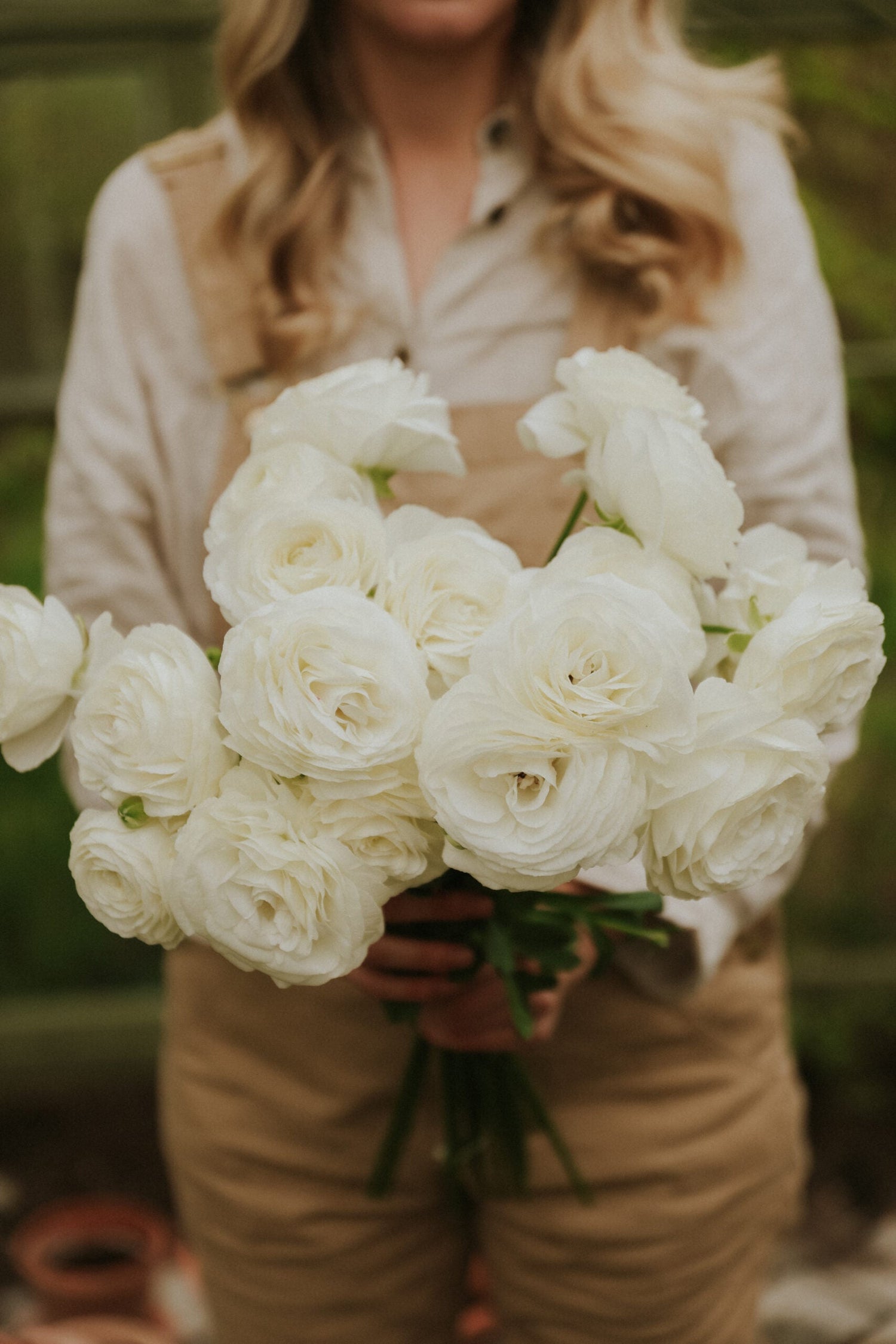 Ranunculus – Romance Courchevel