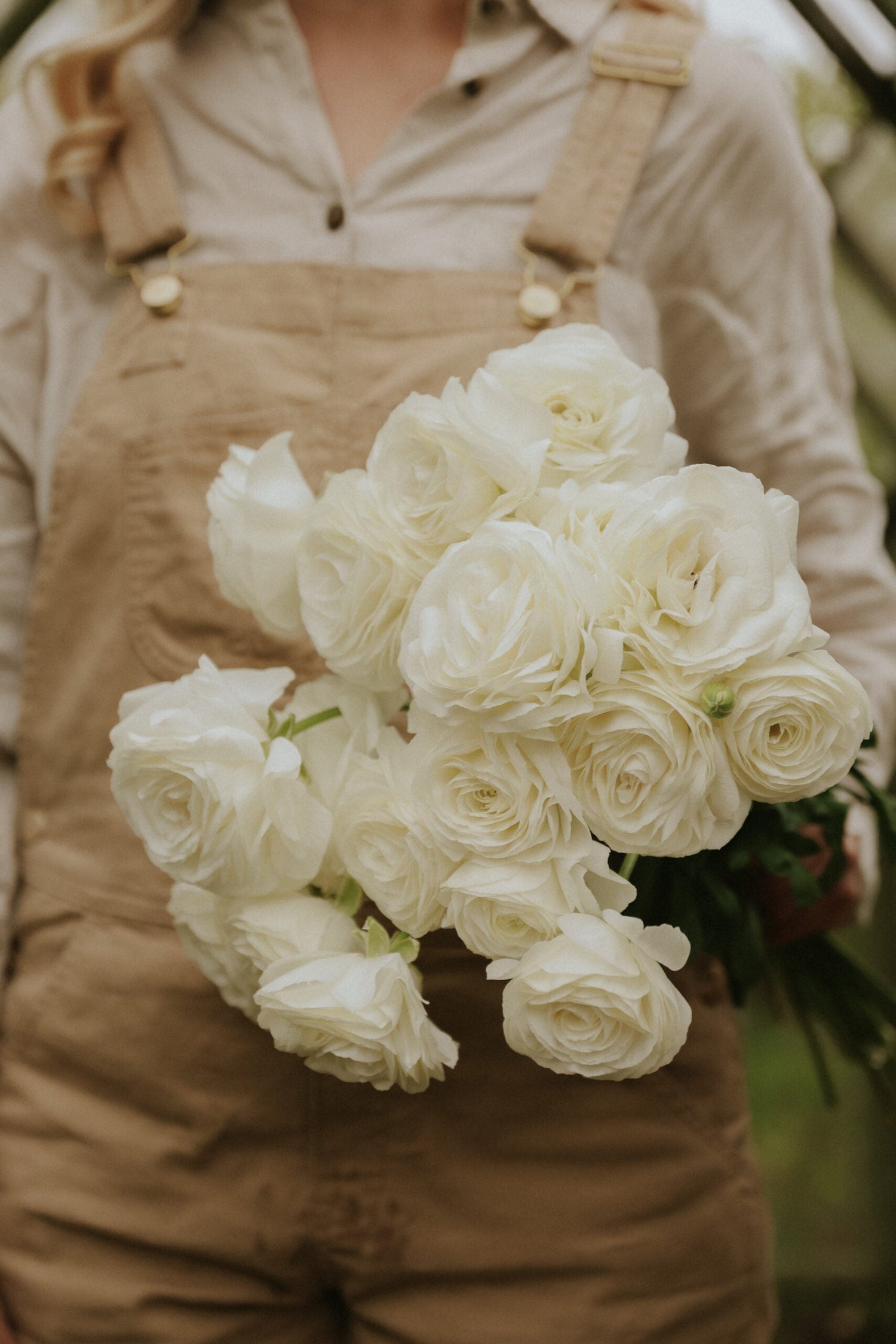 Ranunculus – Romance Courchevel