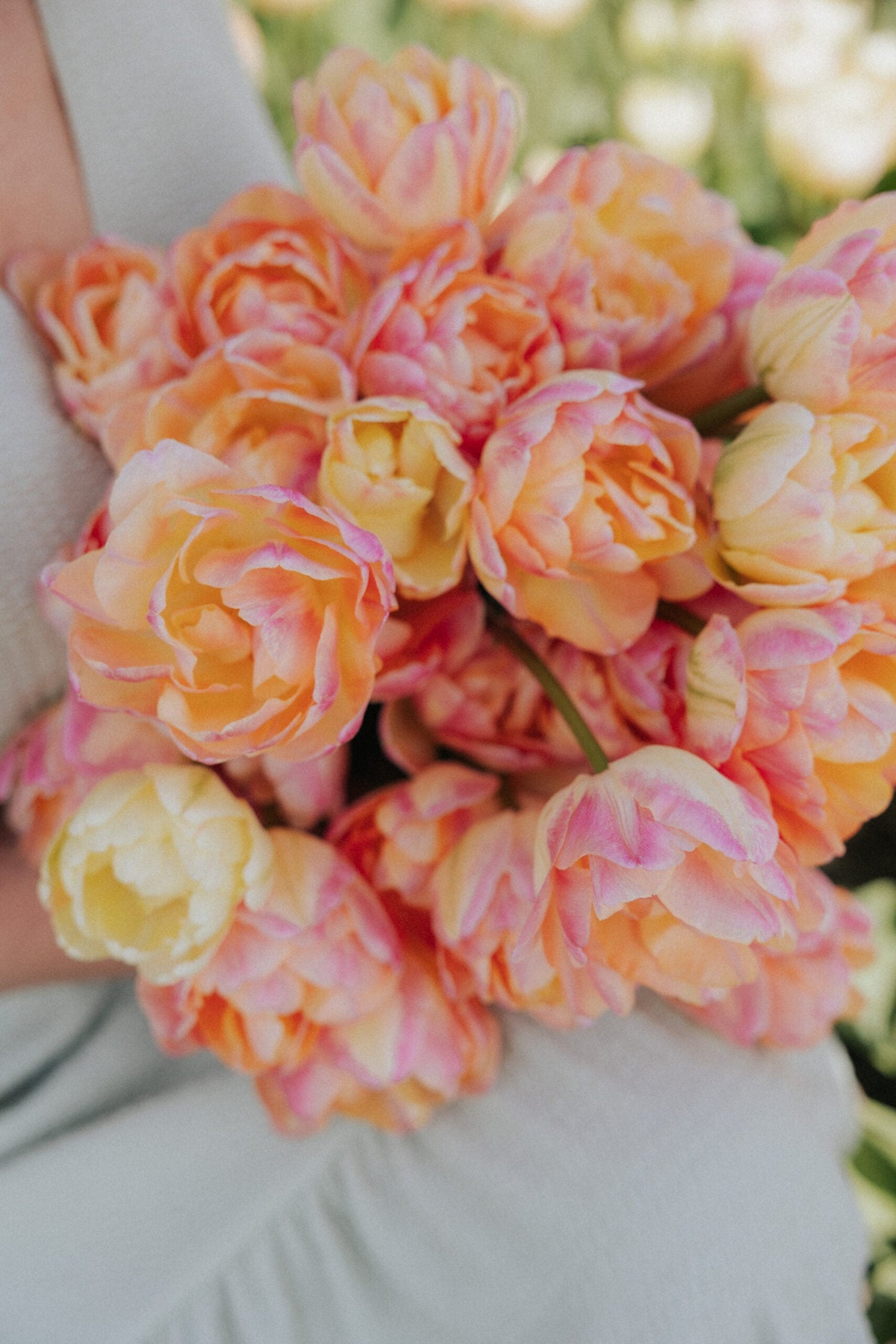 Tulip - Creme Upstar