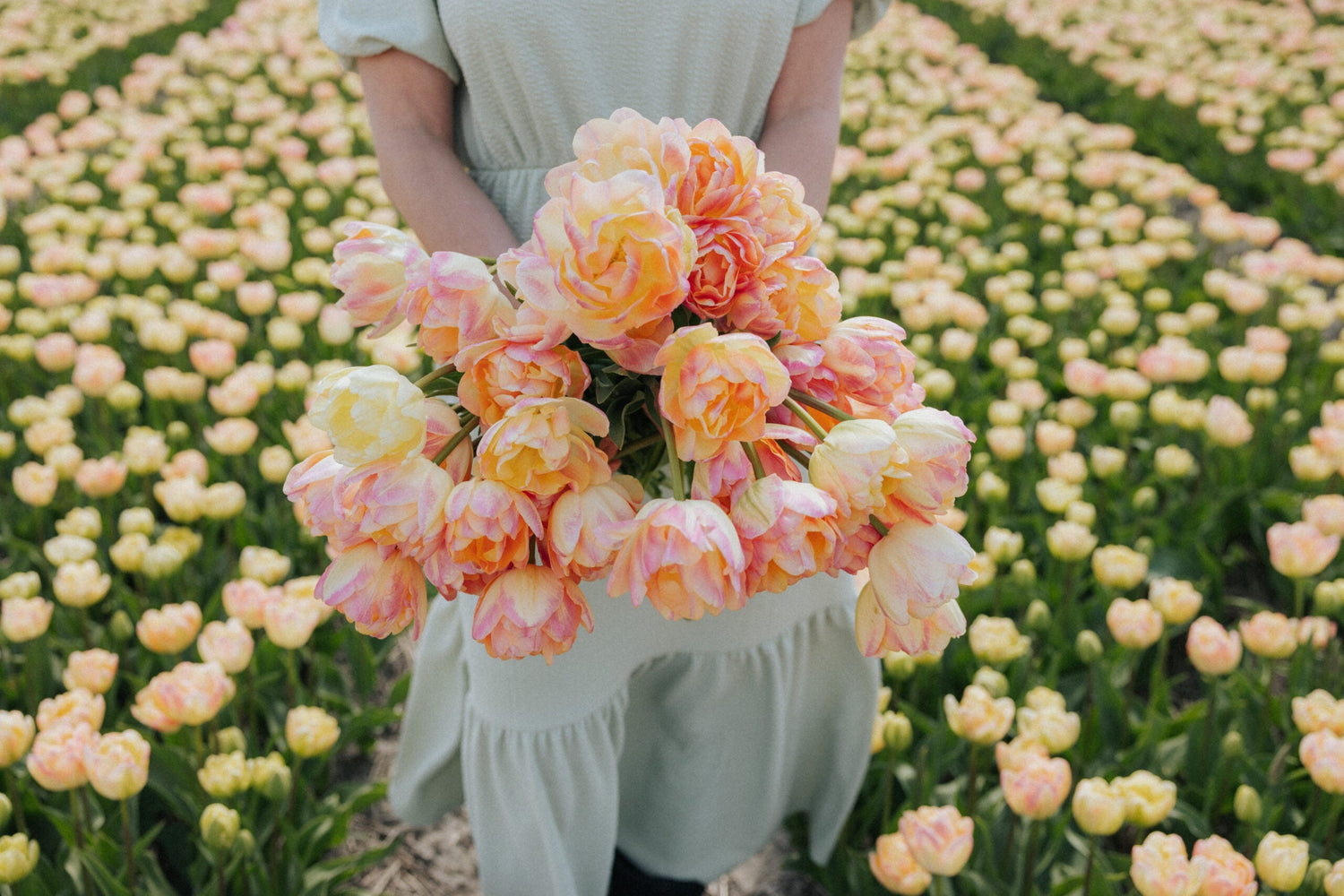 Tulip - Creme Upstar