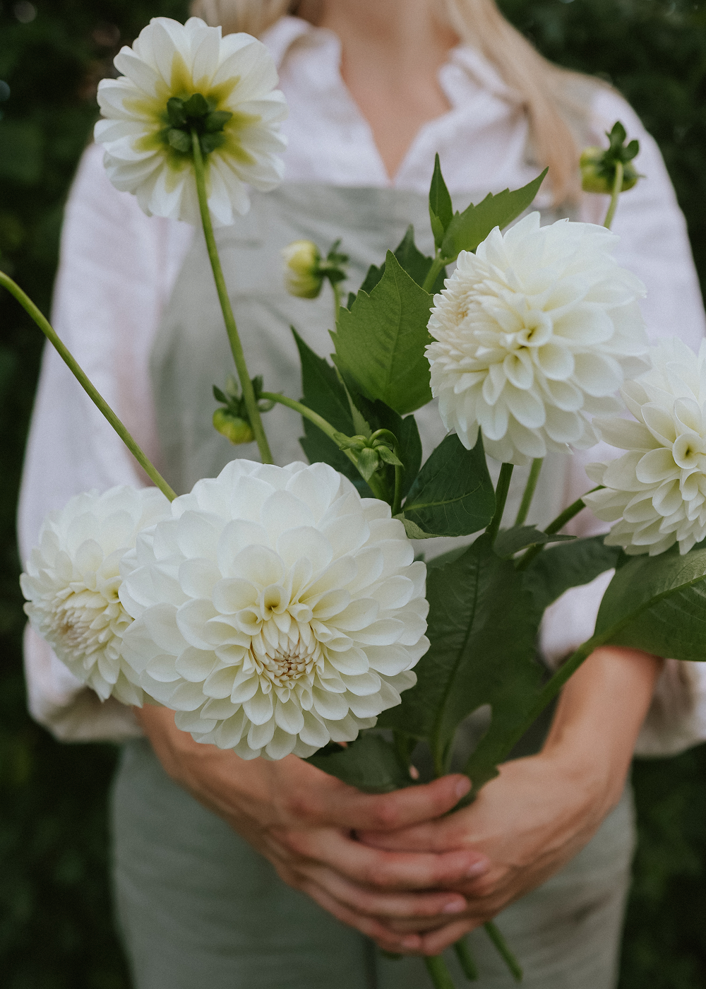 Dahlia - Boom Boom White