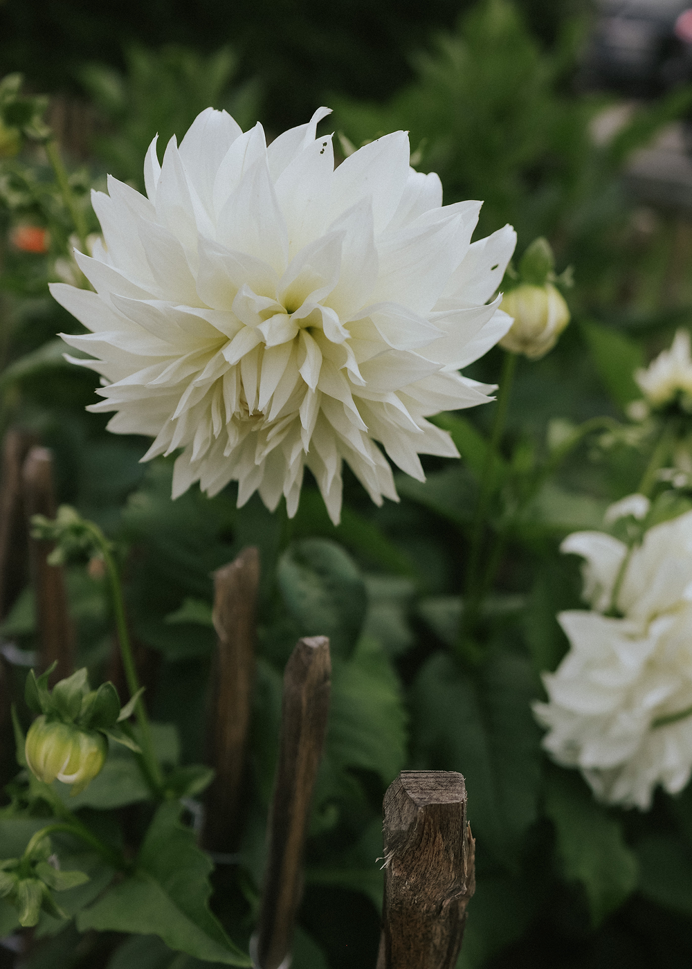 Dahlia - Preference