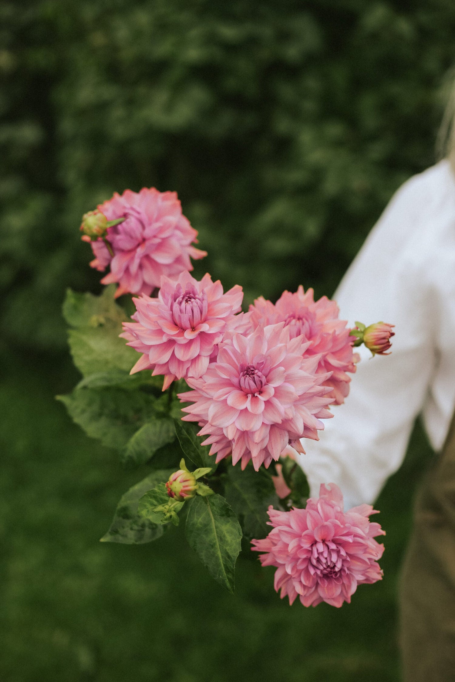 Dahlia - La Belle Epoque