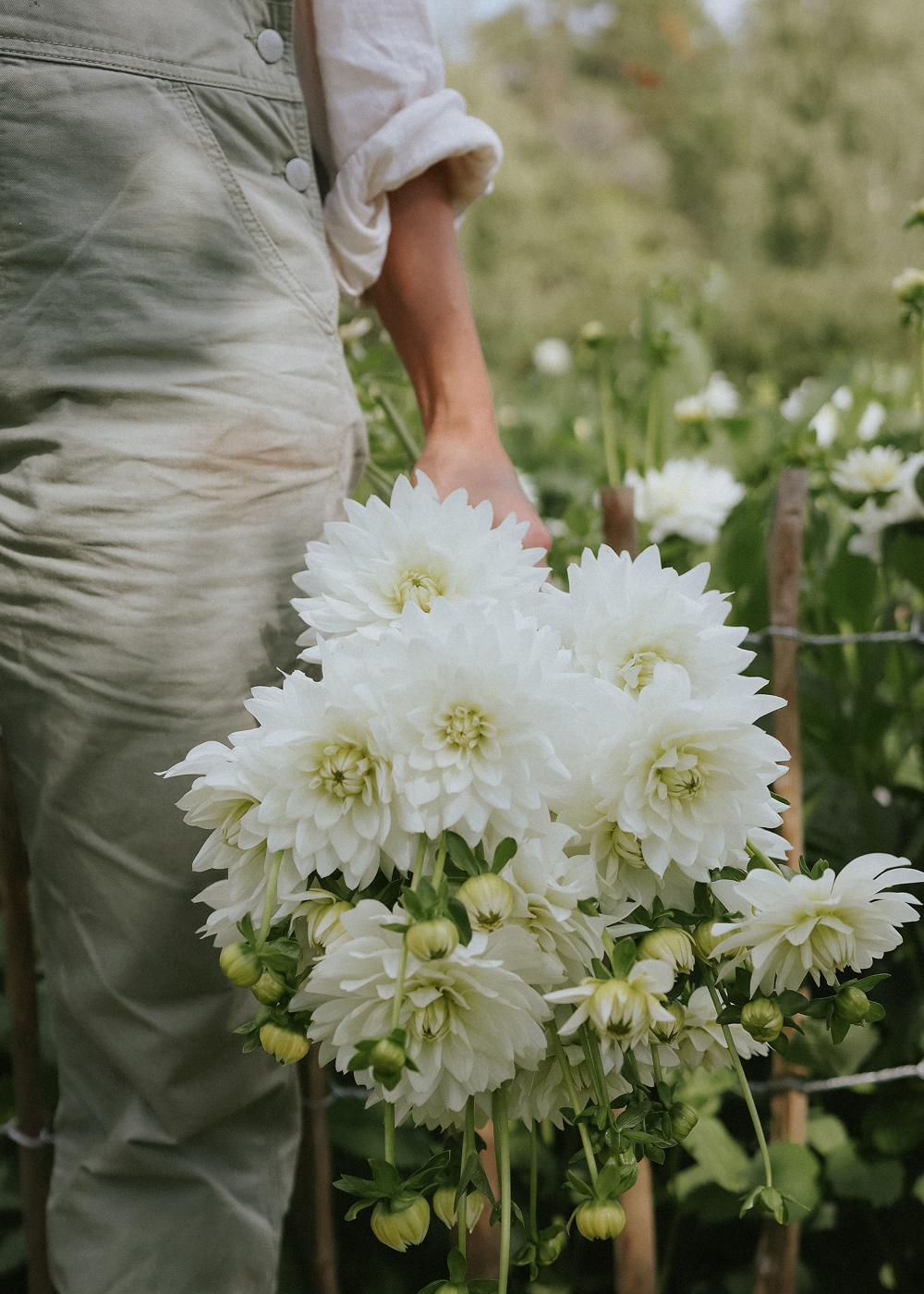 Dahlia - Karma Maarten Zwaan