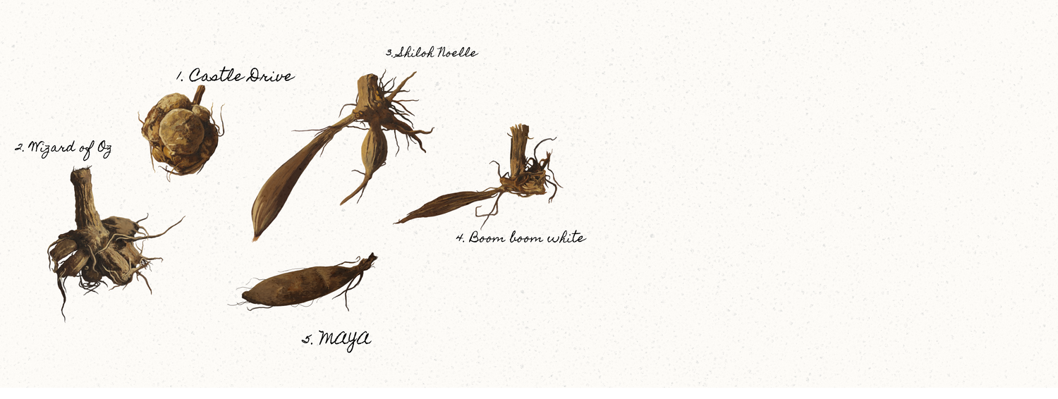 Dahlia - Shiloh Noelle