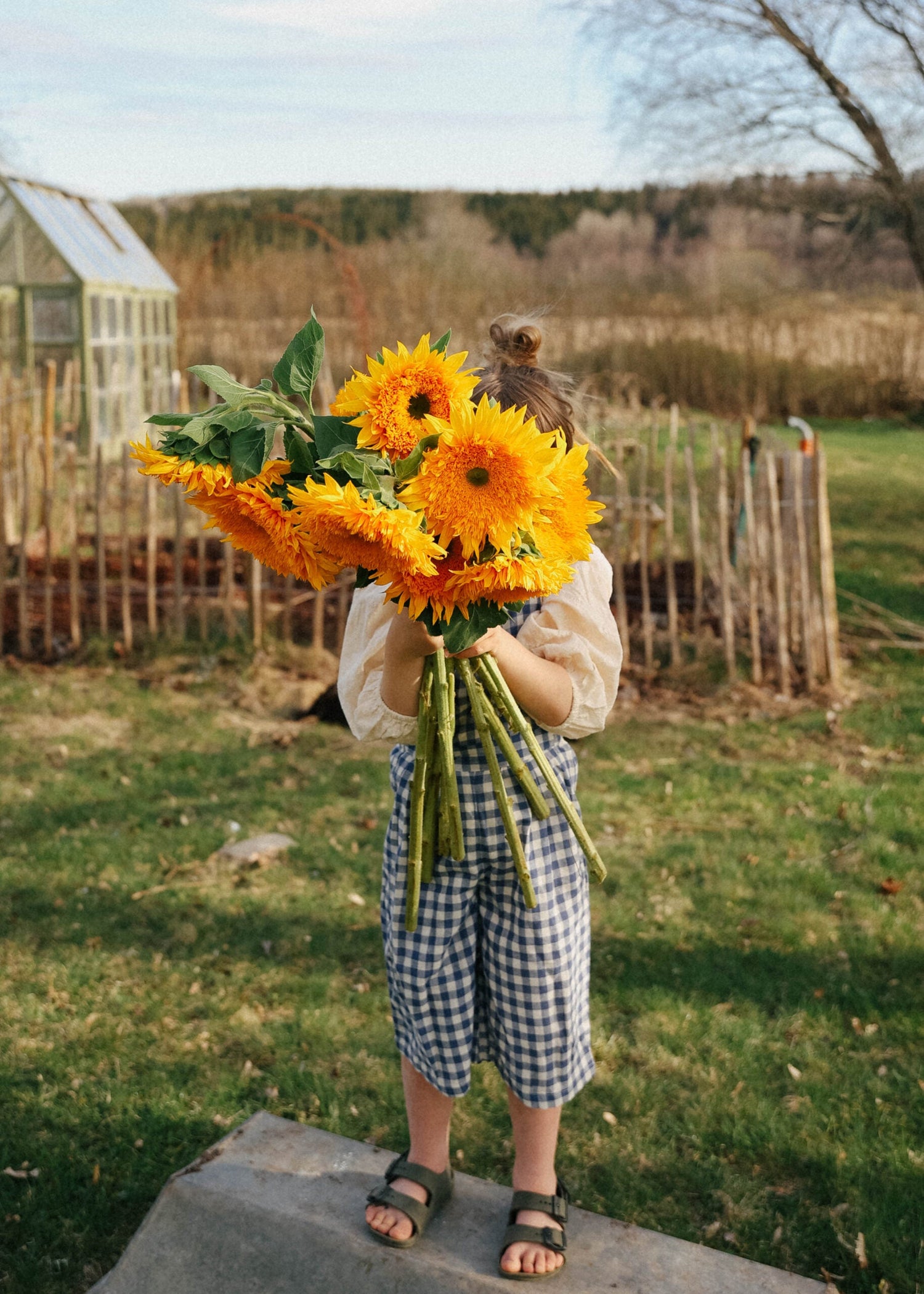 Solros - Double Sungold