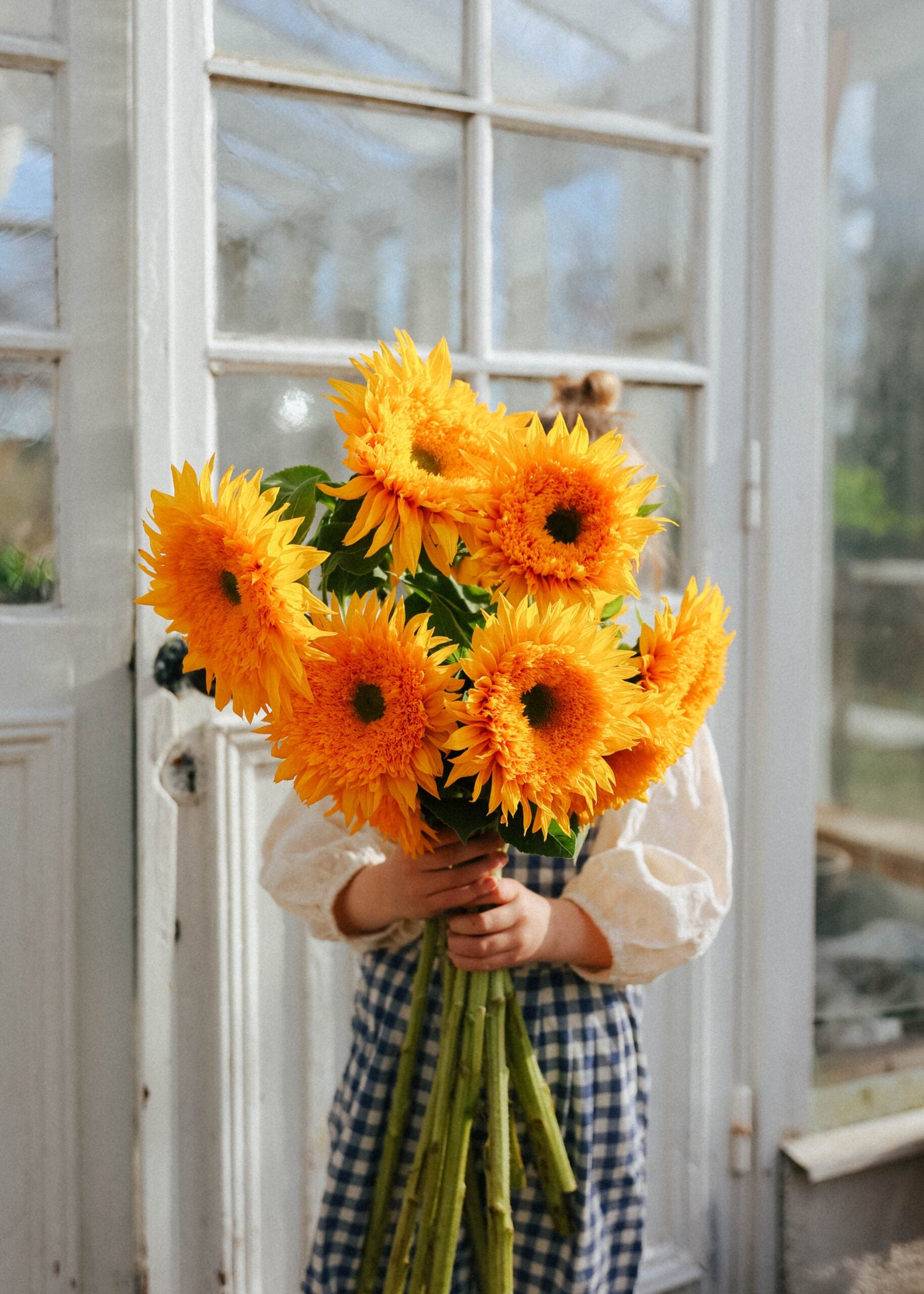 Solros - Double Sungold