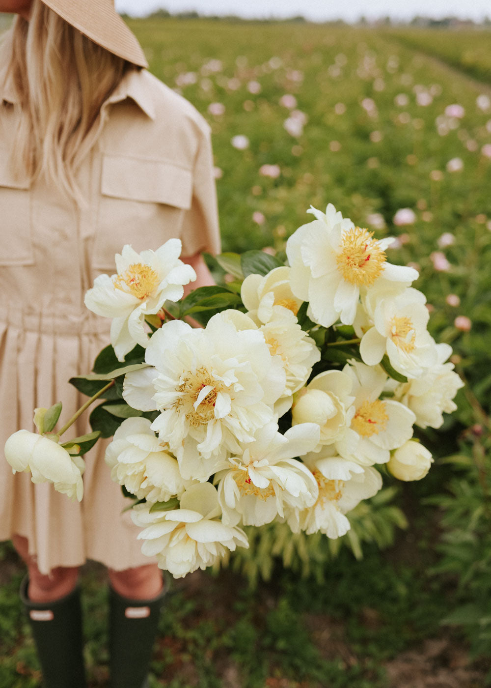 Peony - Early Sensation