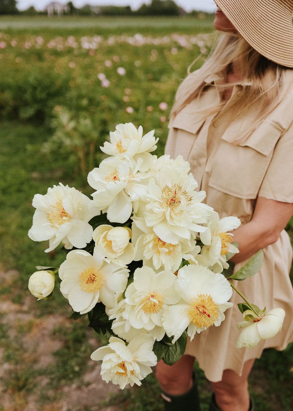 Peony - Early Sensation