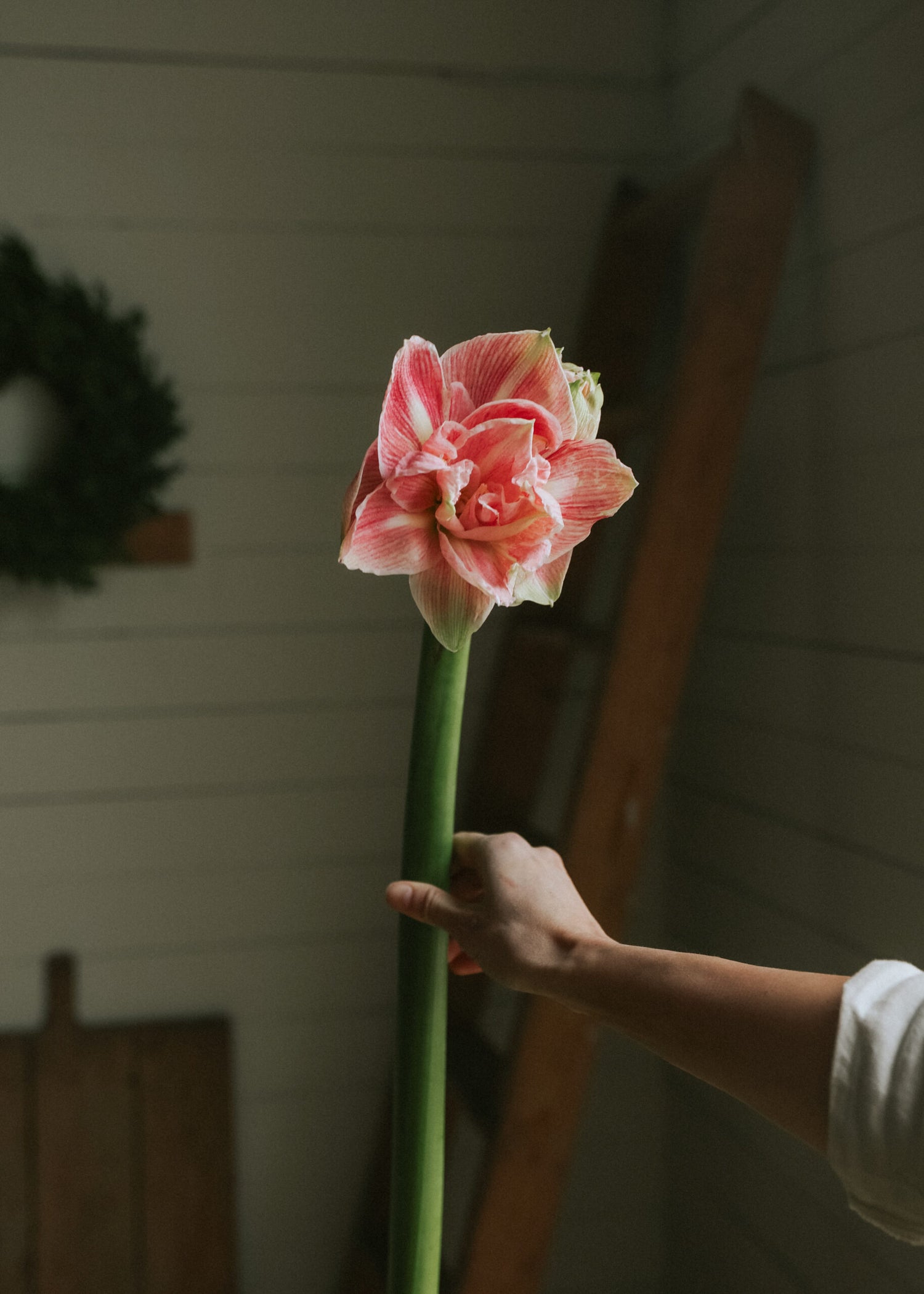 Amaryllis - Pretty Nymph