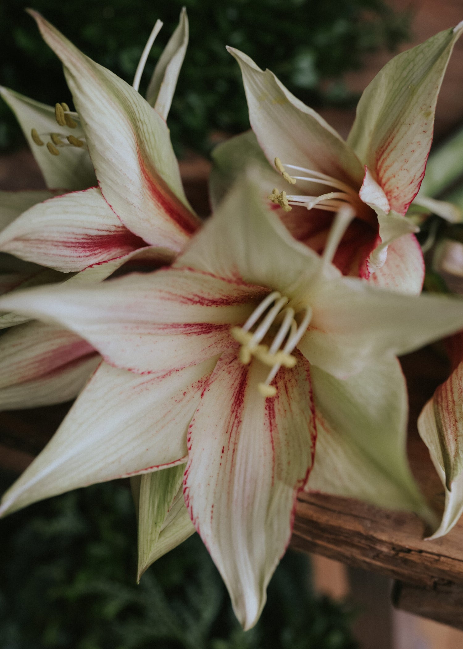 Amaryllis - Magic Green