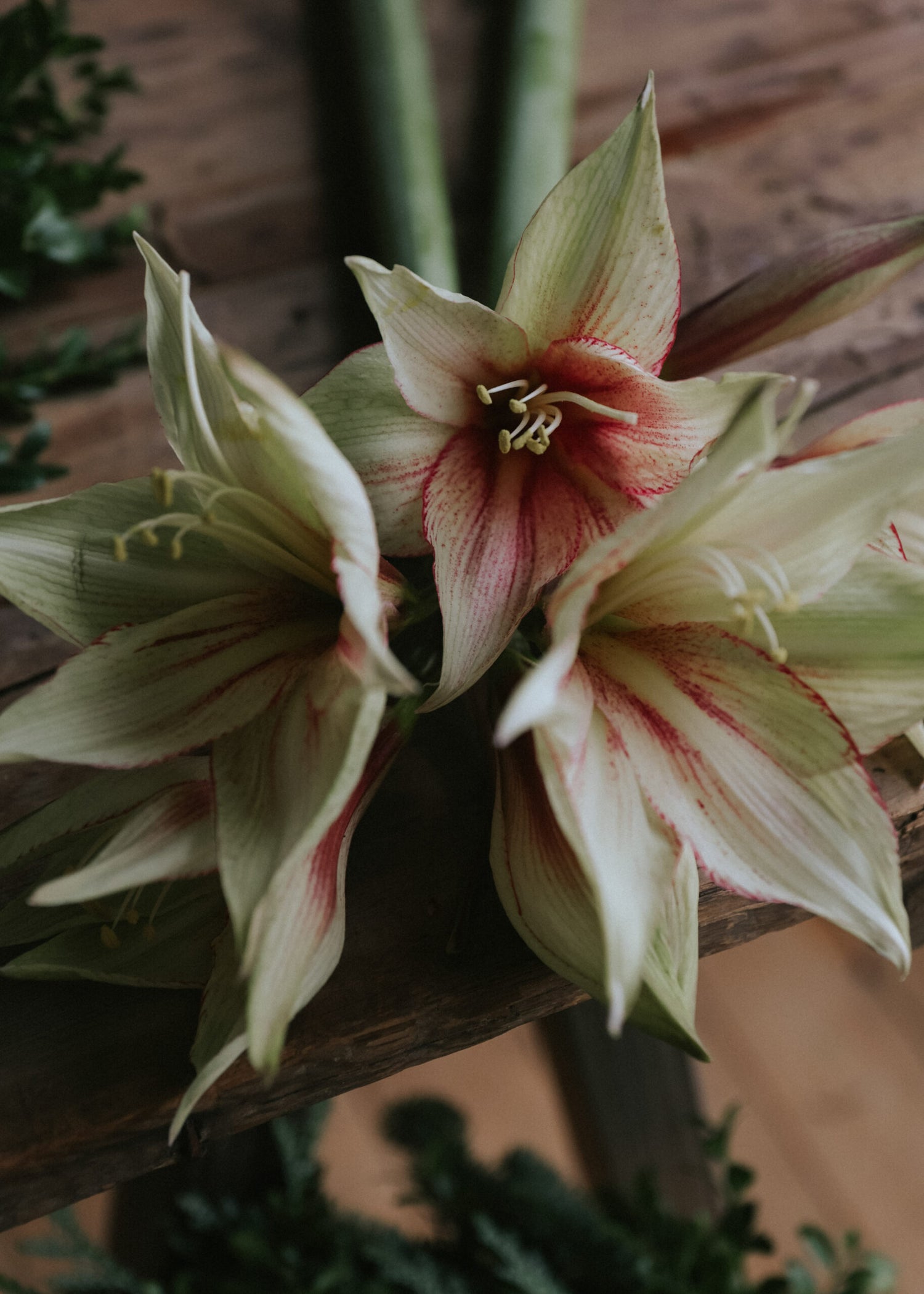 Amaryllis - Magic Green