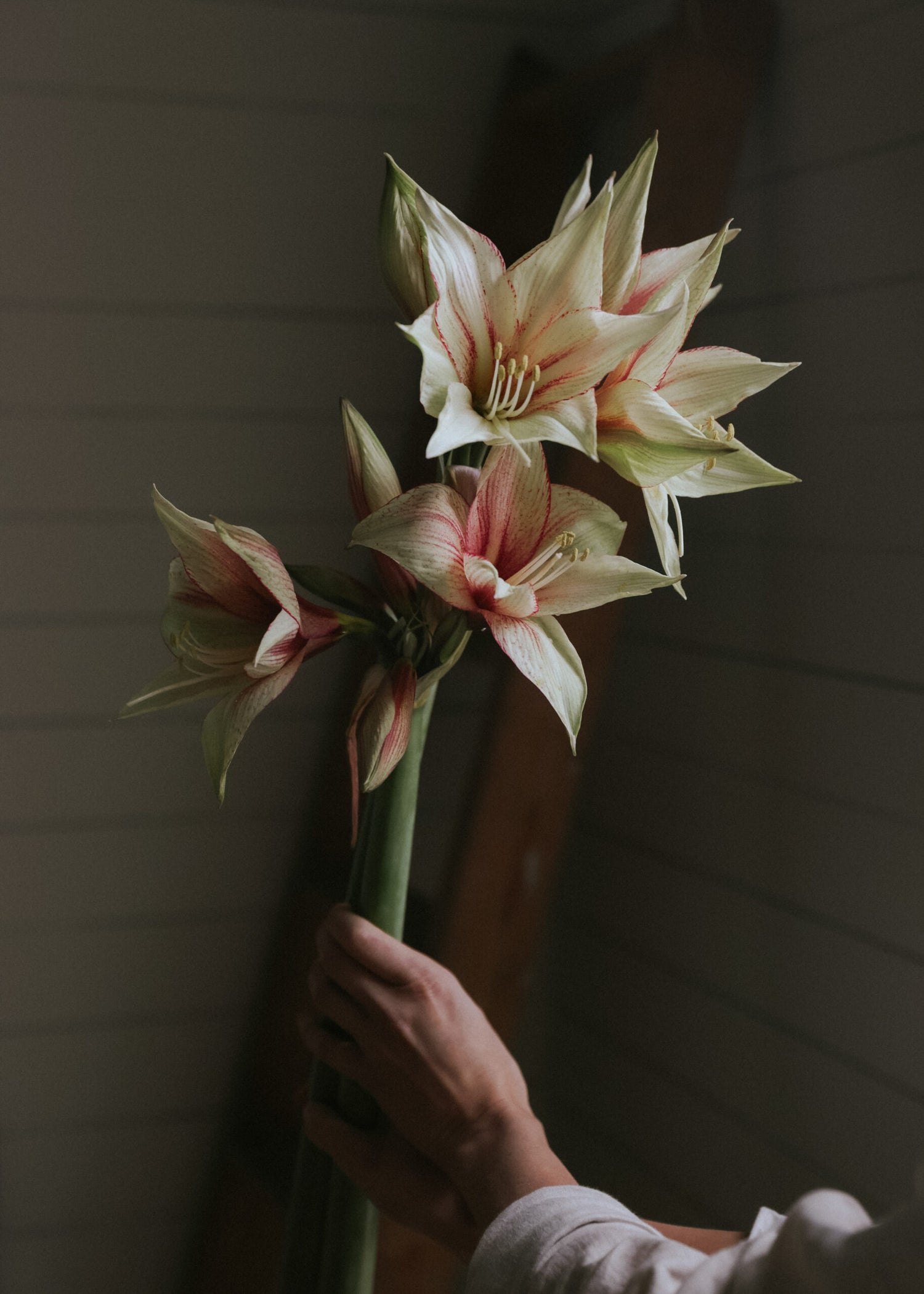 Amaryllis - Magic Green