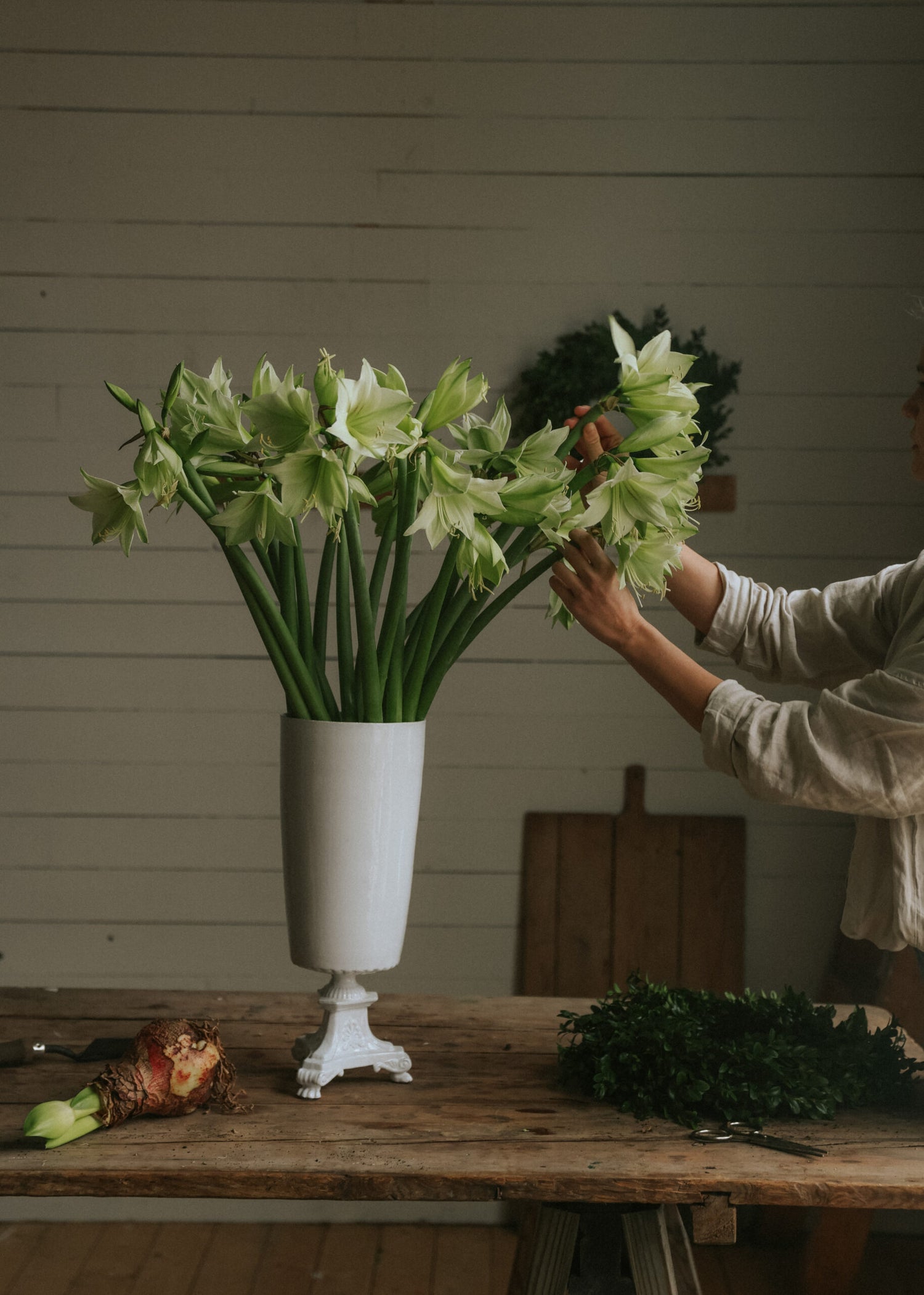 Amaryllis - Mini Green Valley