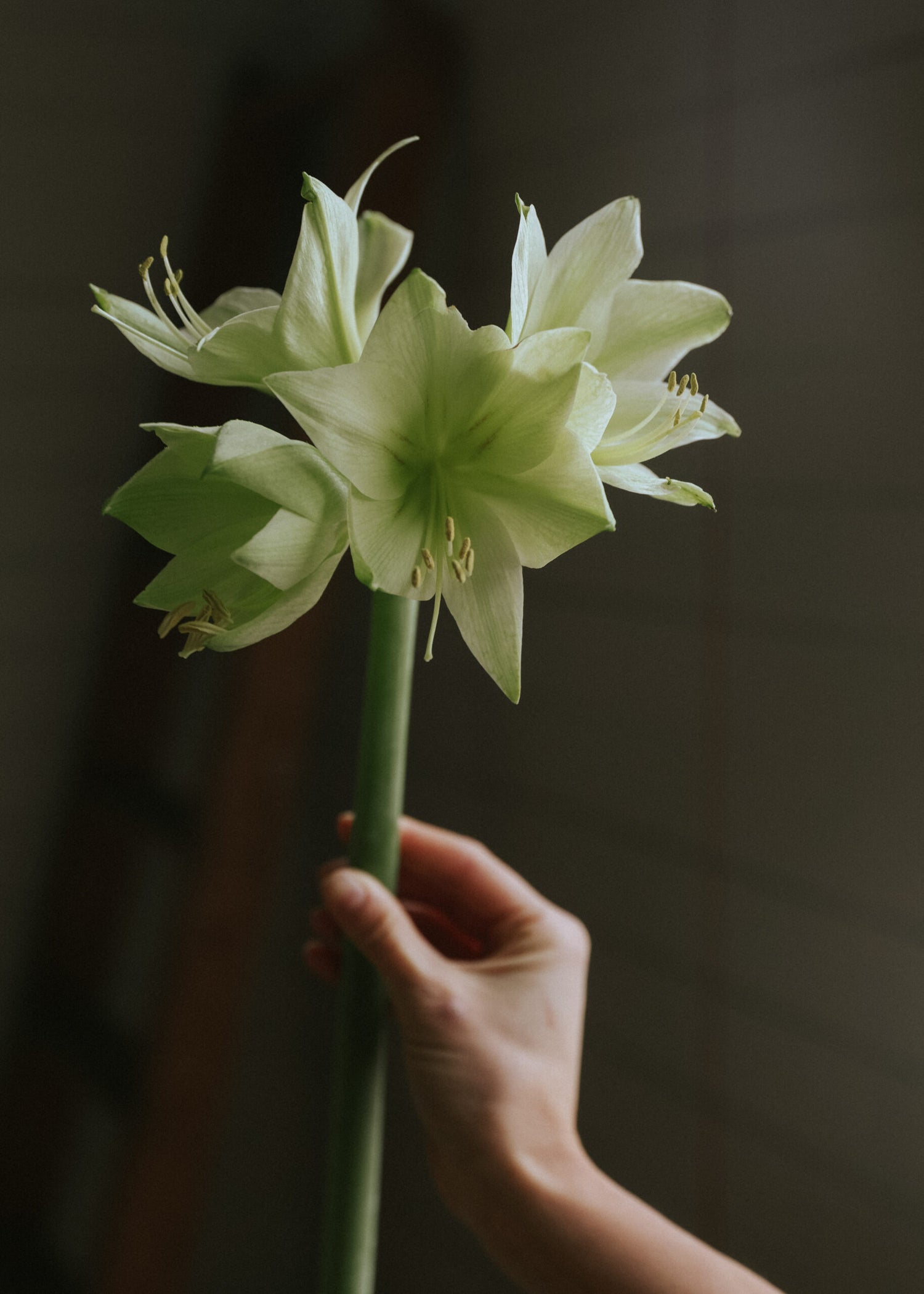 Amaryllis - Mini Green Valley