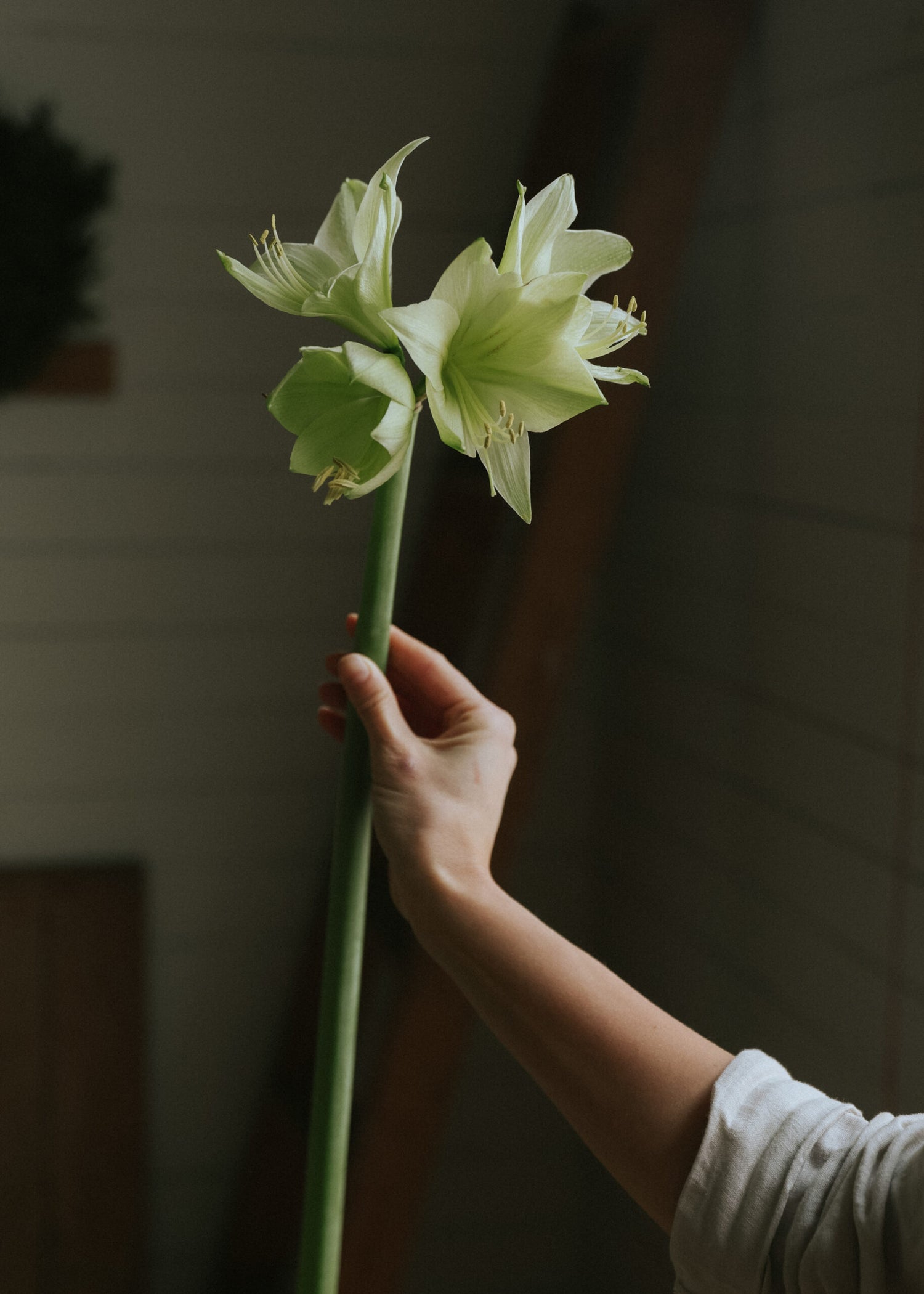 Amaryllis - Mini Green Valley