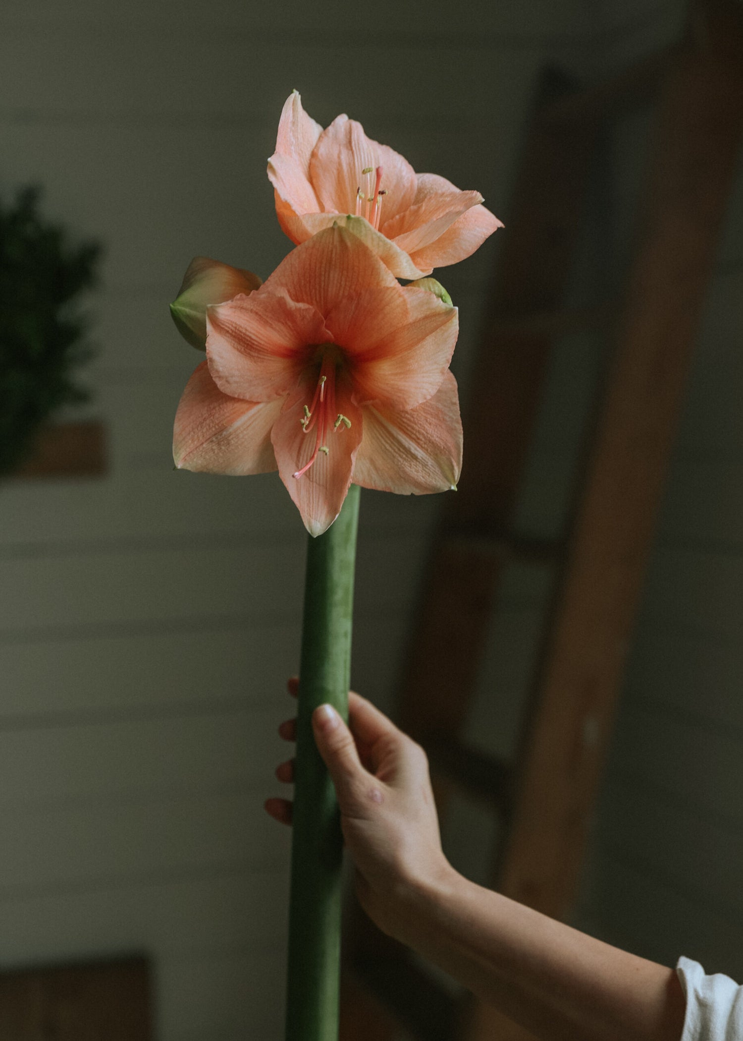 Amaryllis - Rilona