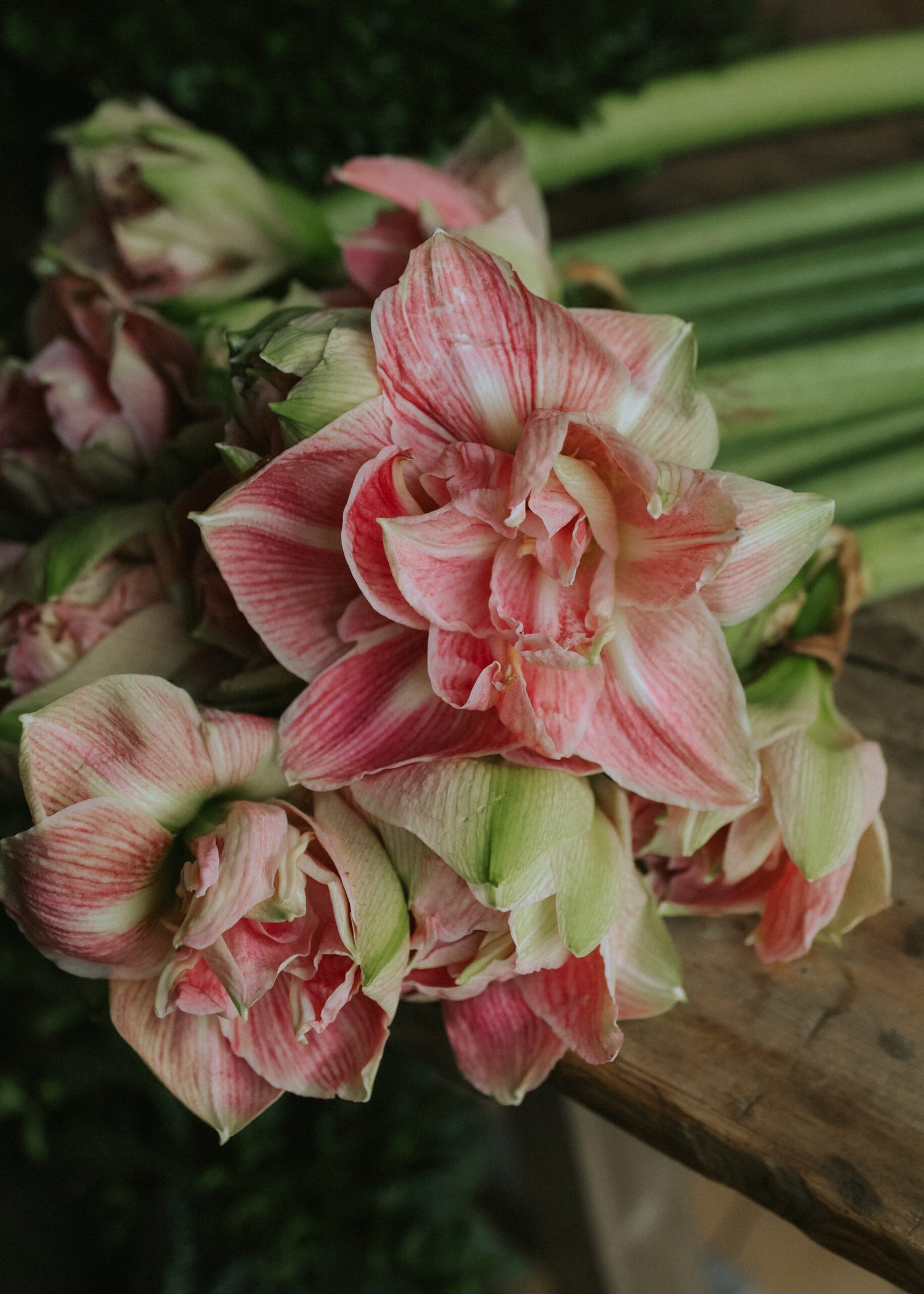 Amaryllis - Pretty Nymph