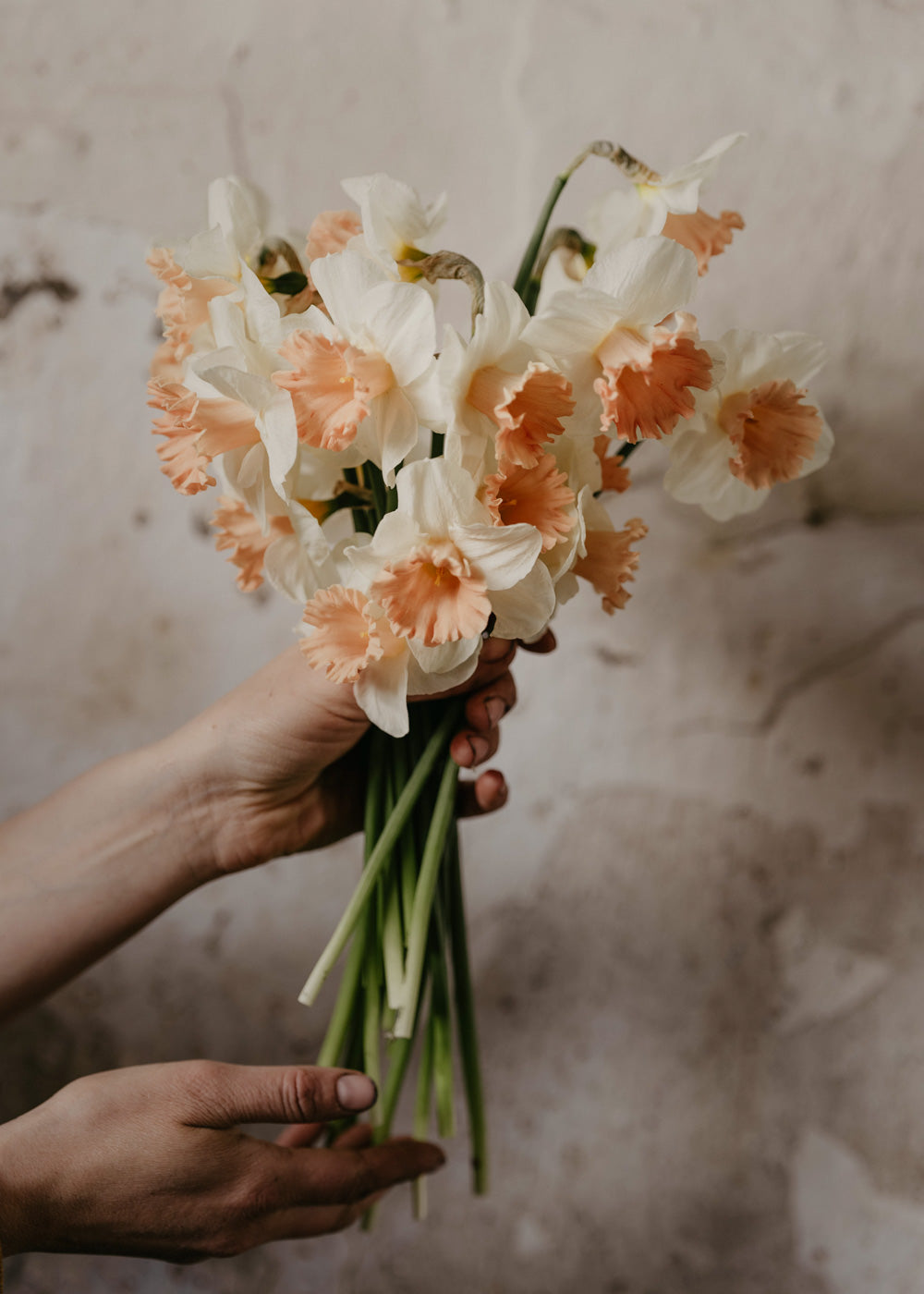 Narcissus - British Gamble