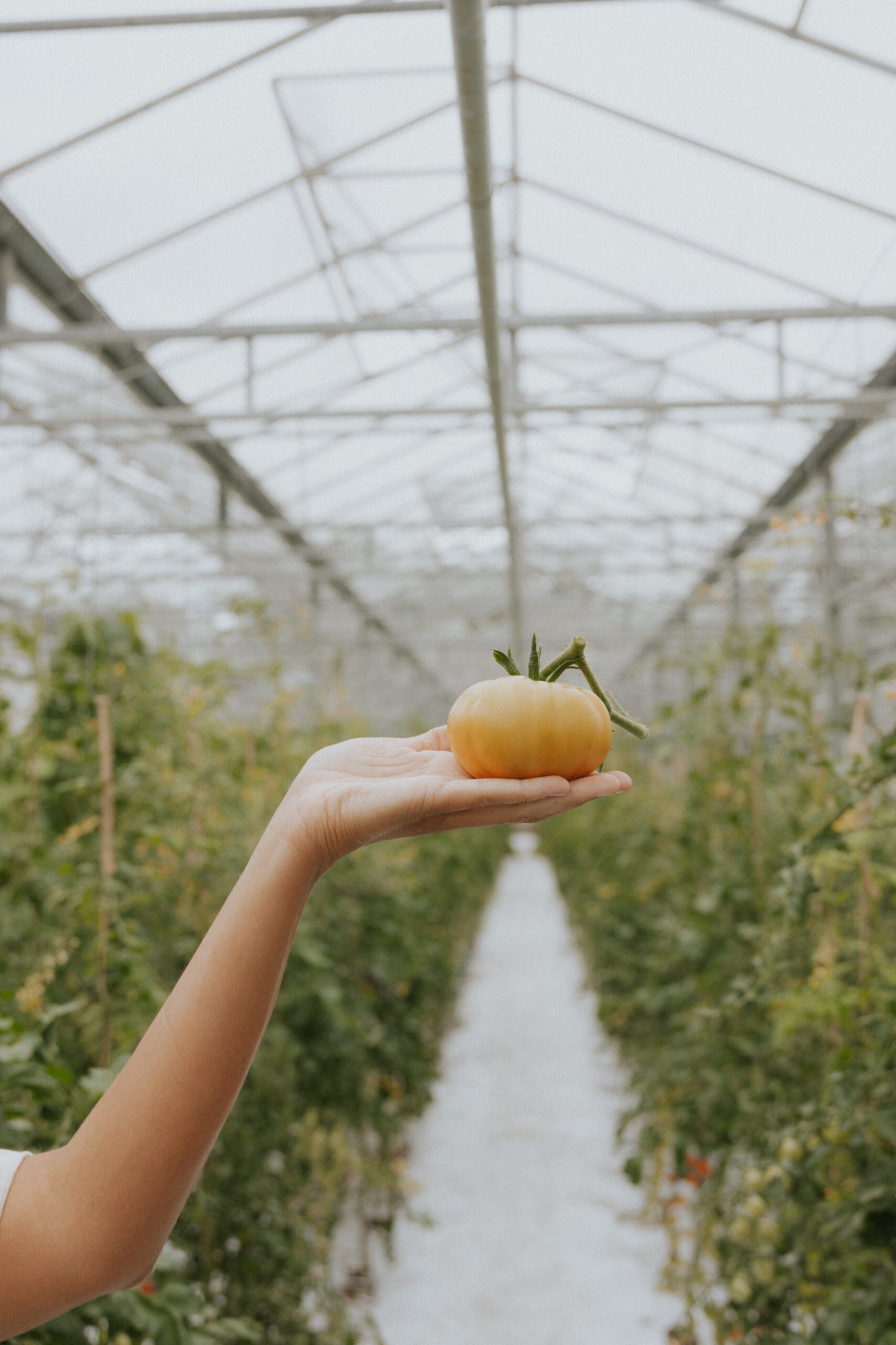 Bifftomat - Brandywine Yellow