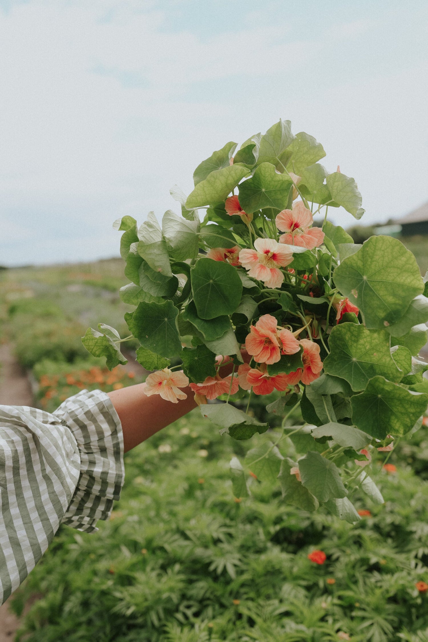 Nasturtium - Double Salmon Gleam