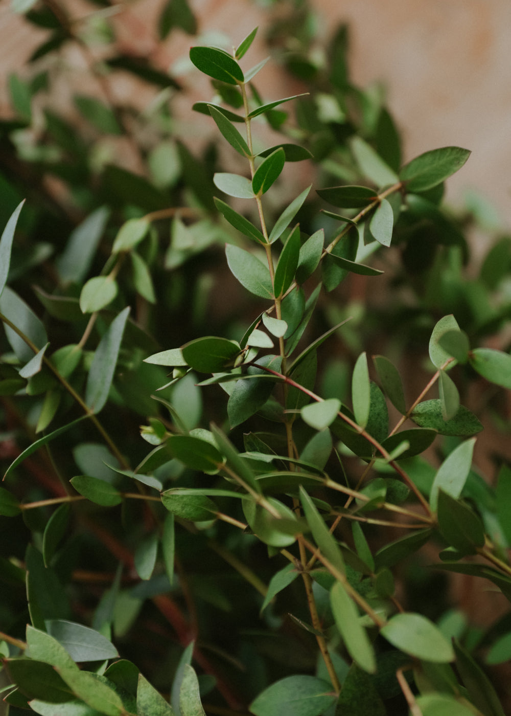 Eucalyptus - Boxwood