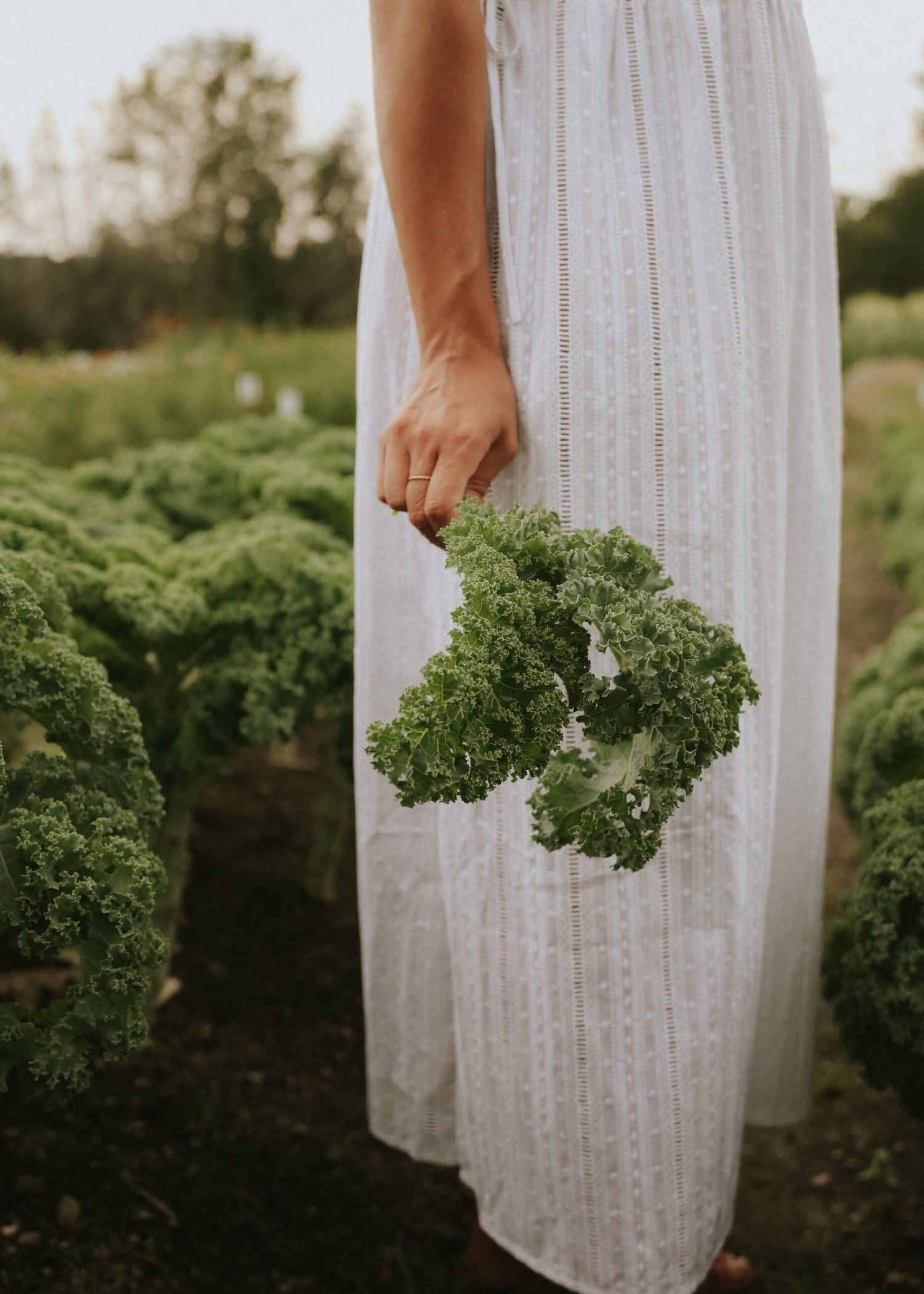 Kale - Westland Autumn ECO