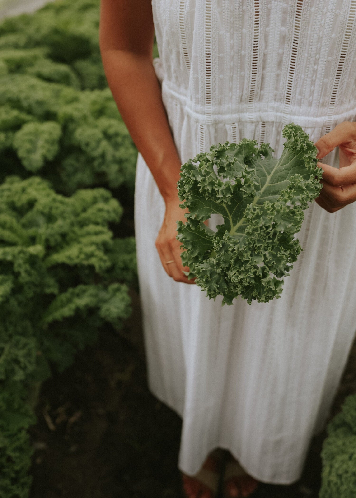 Kale - Westland Autumn ECO