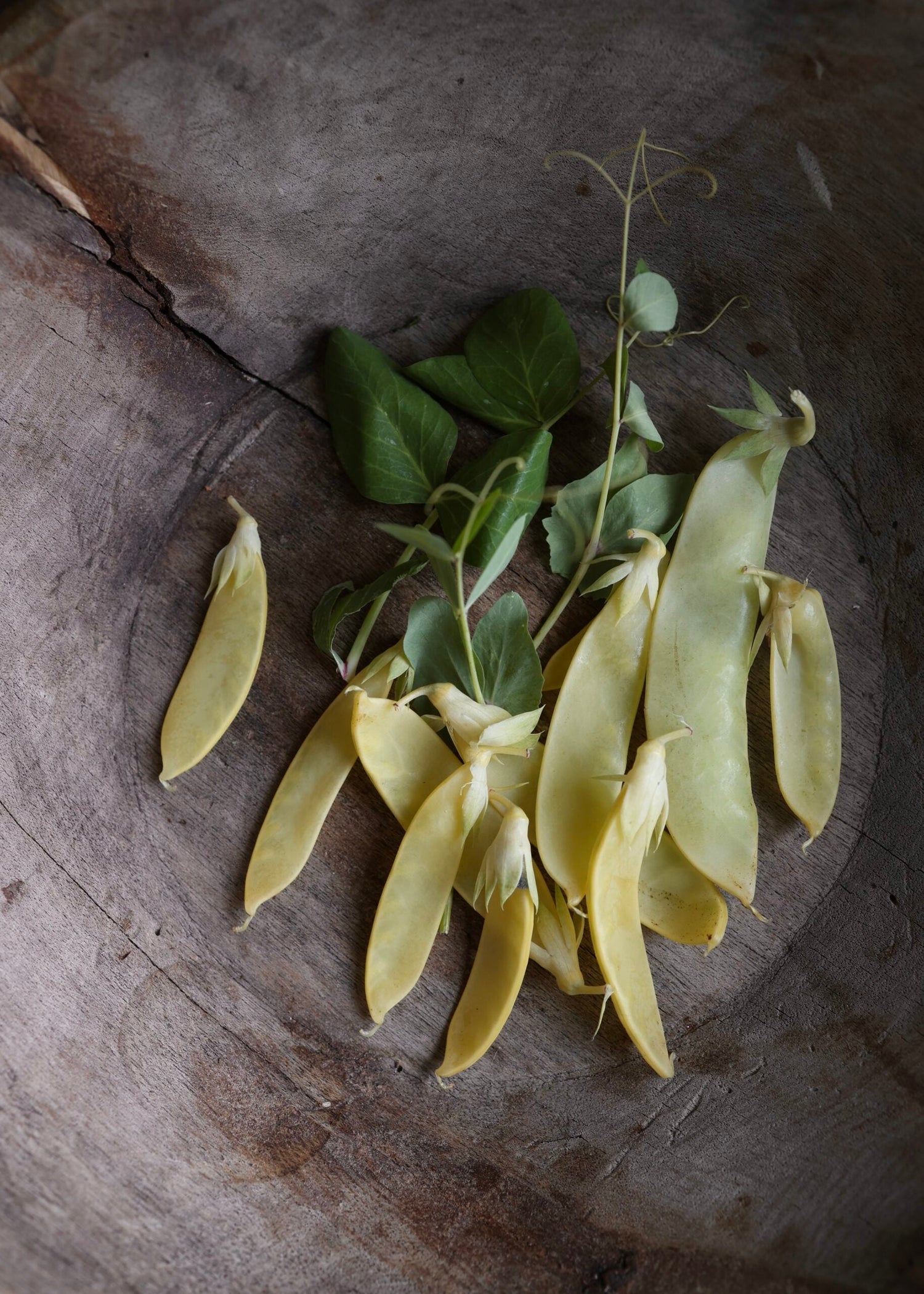Sockerärt - Golden Sweet
