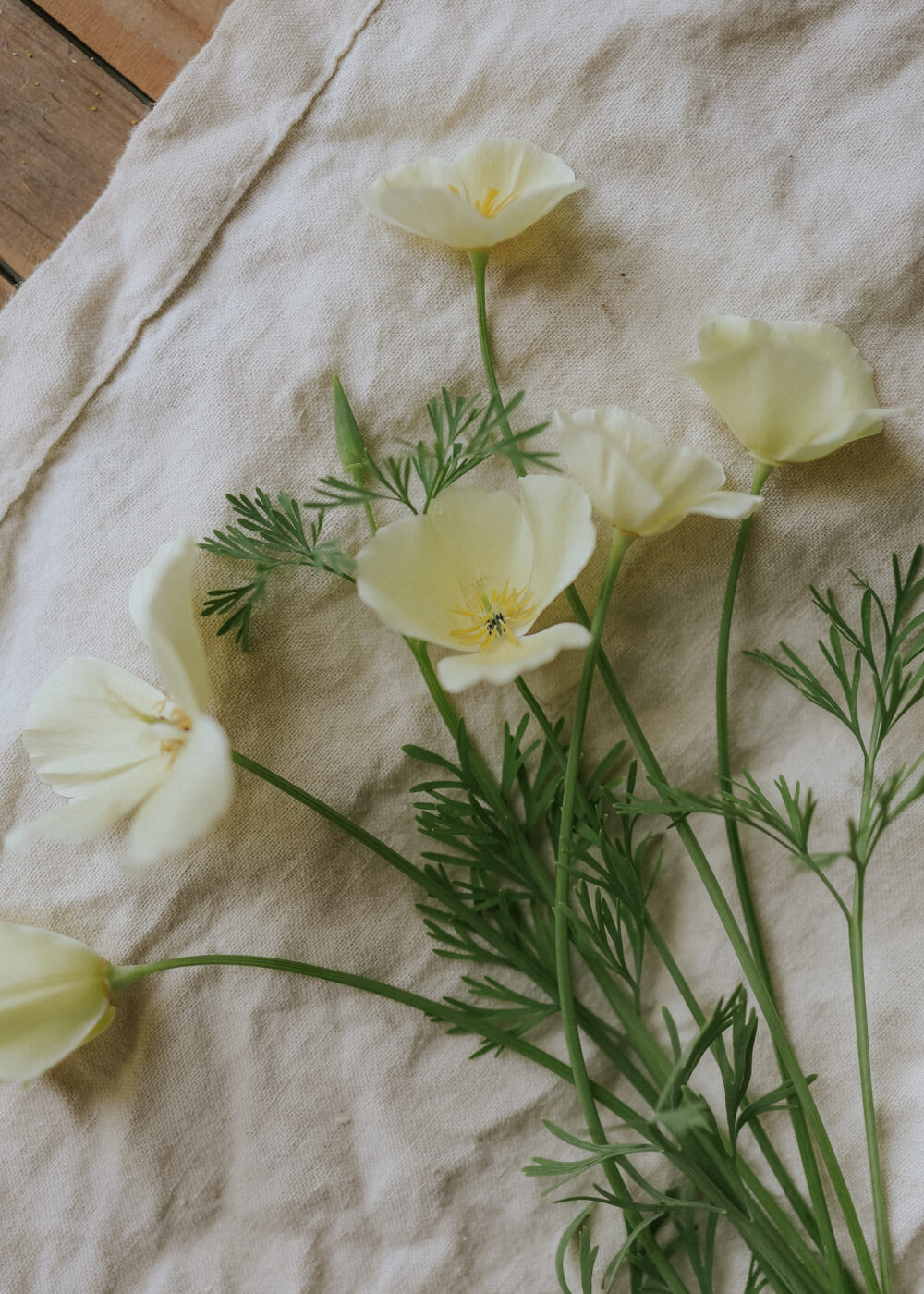 California Poppy - Alba