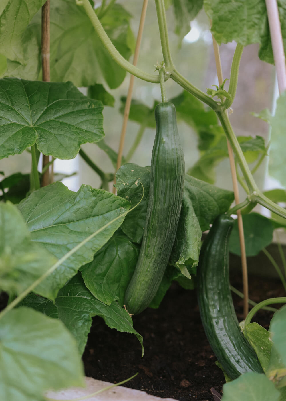 Cucumber - Laureen F1