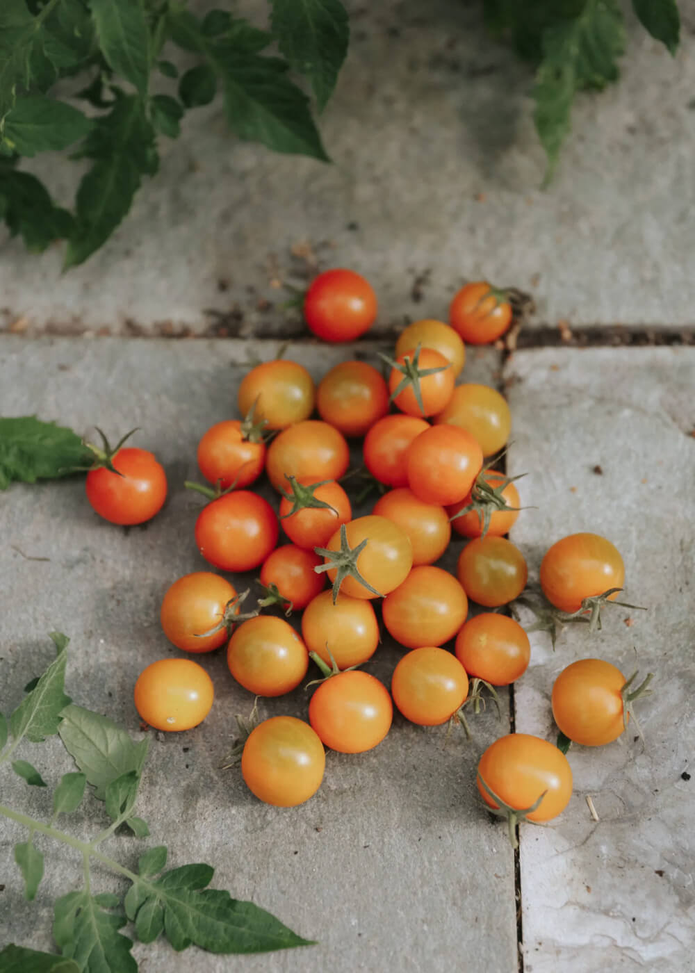 Kirschtomate - Sungold F1