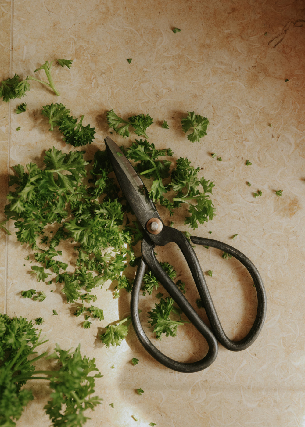 garden herb scissors Herb Scissors