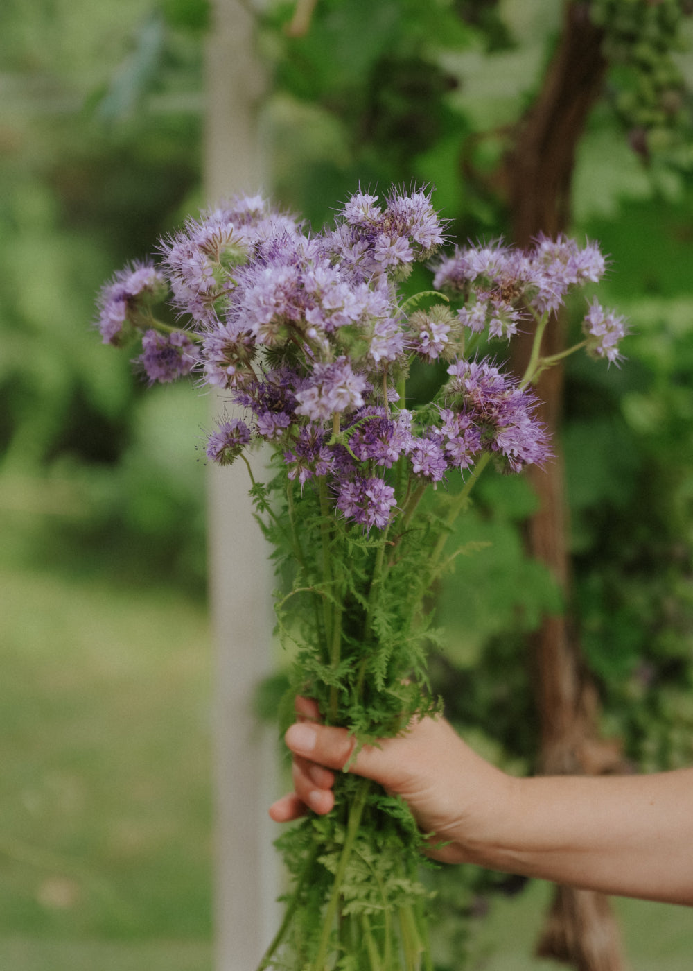 Lacy Phacelia