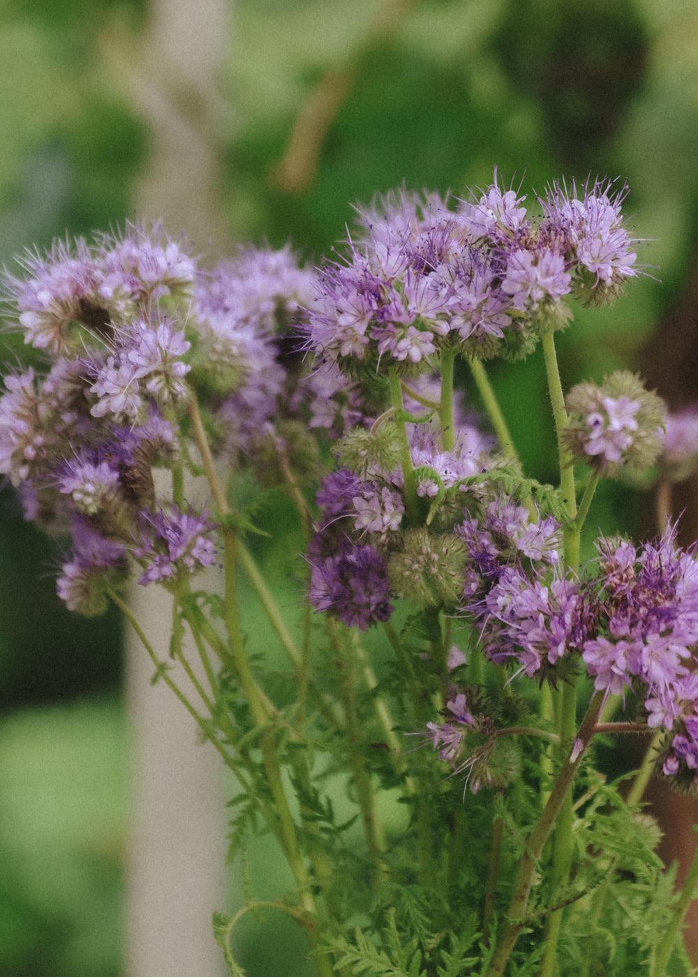 Lacy Phacelia