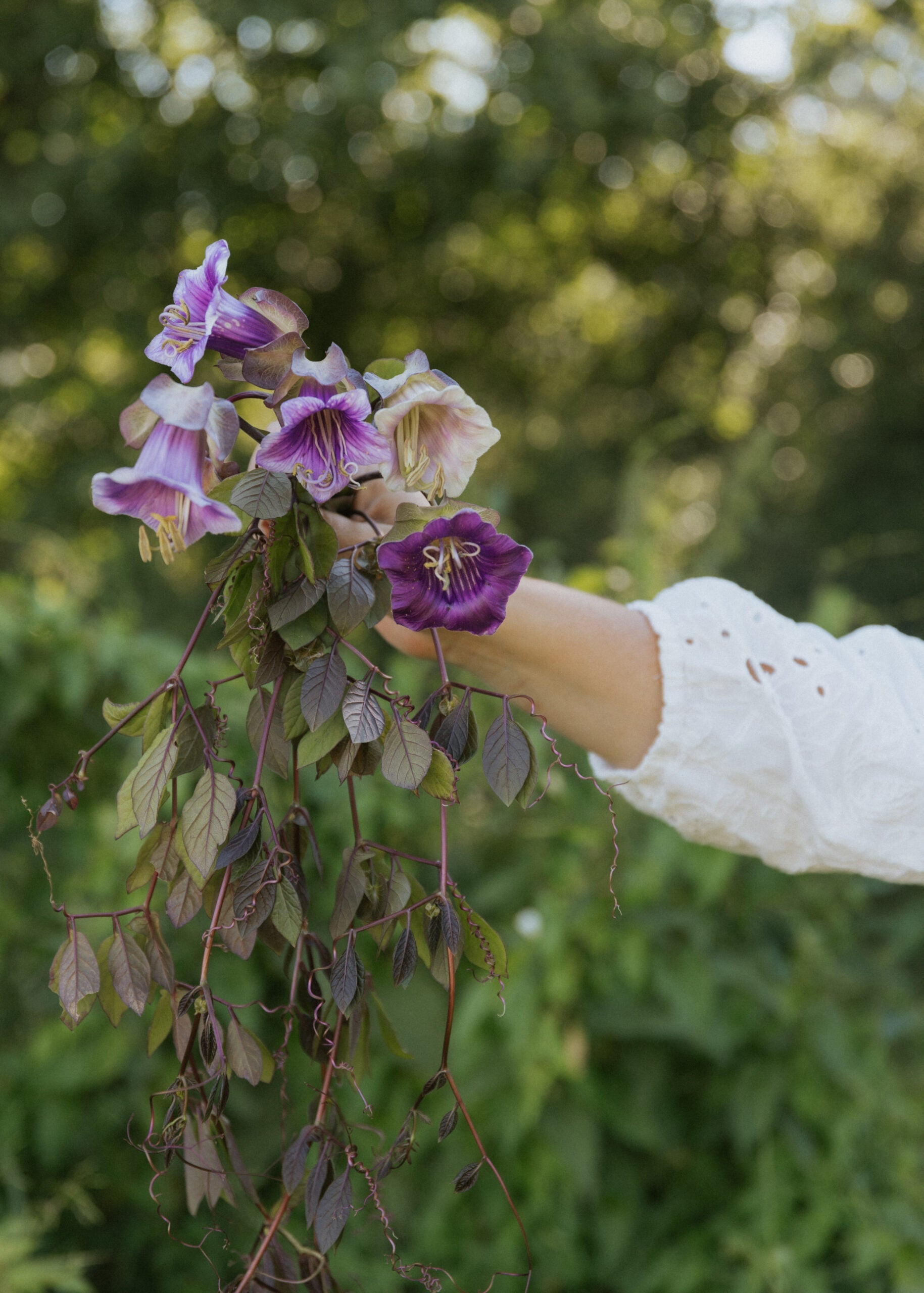cup and saucer flower seeds Cup and Saucer Vine Seeds - Violet Blue
