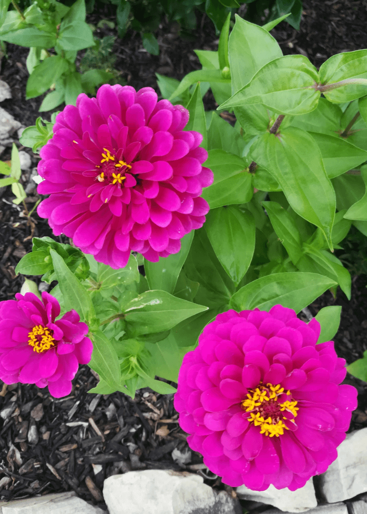Zinnia - Dahl Flow Lilac