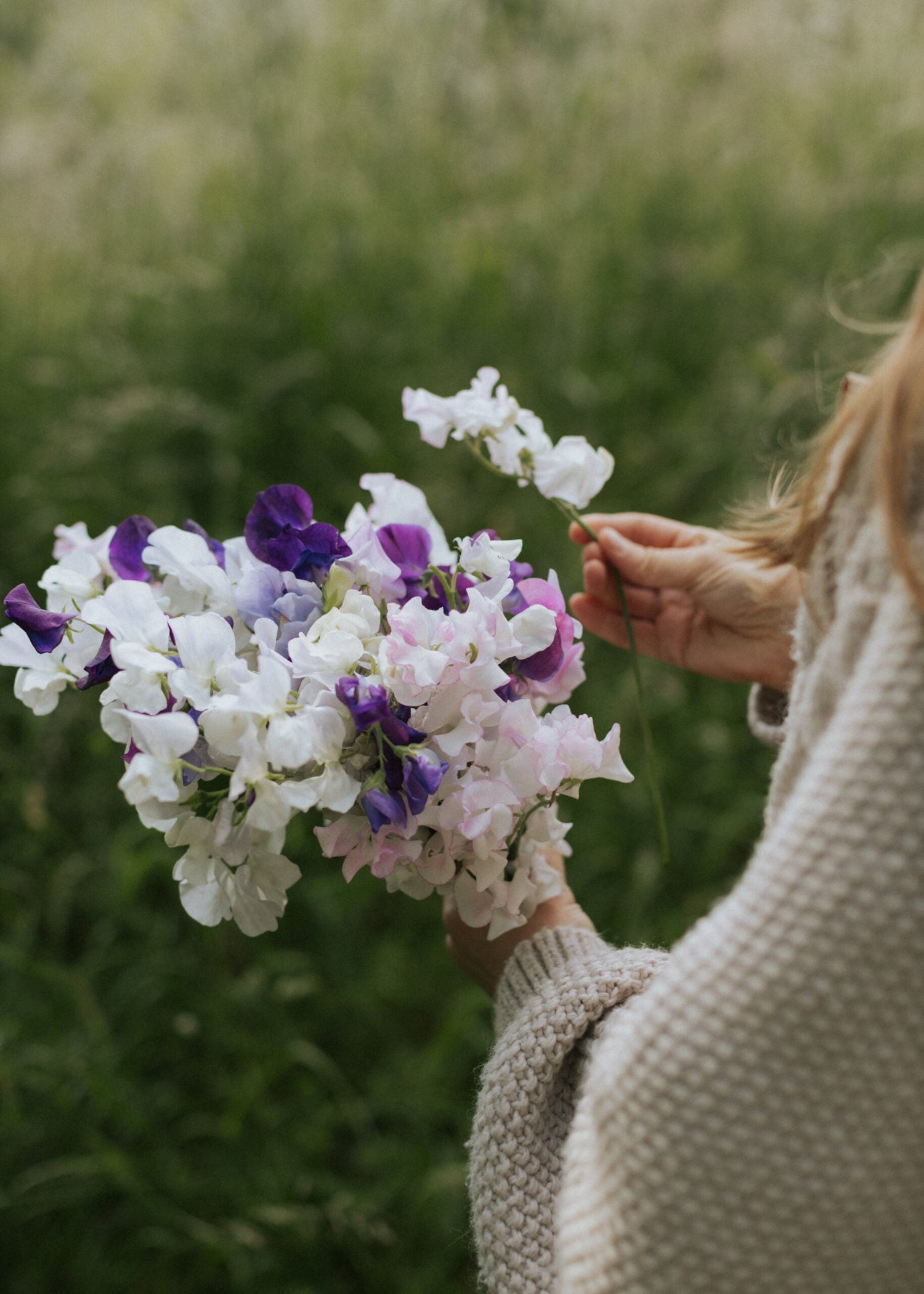Sweet Peas - Bouquet Mix