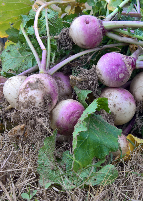 Turnip - Purple Top Milan