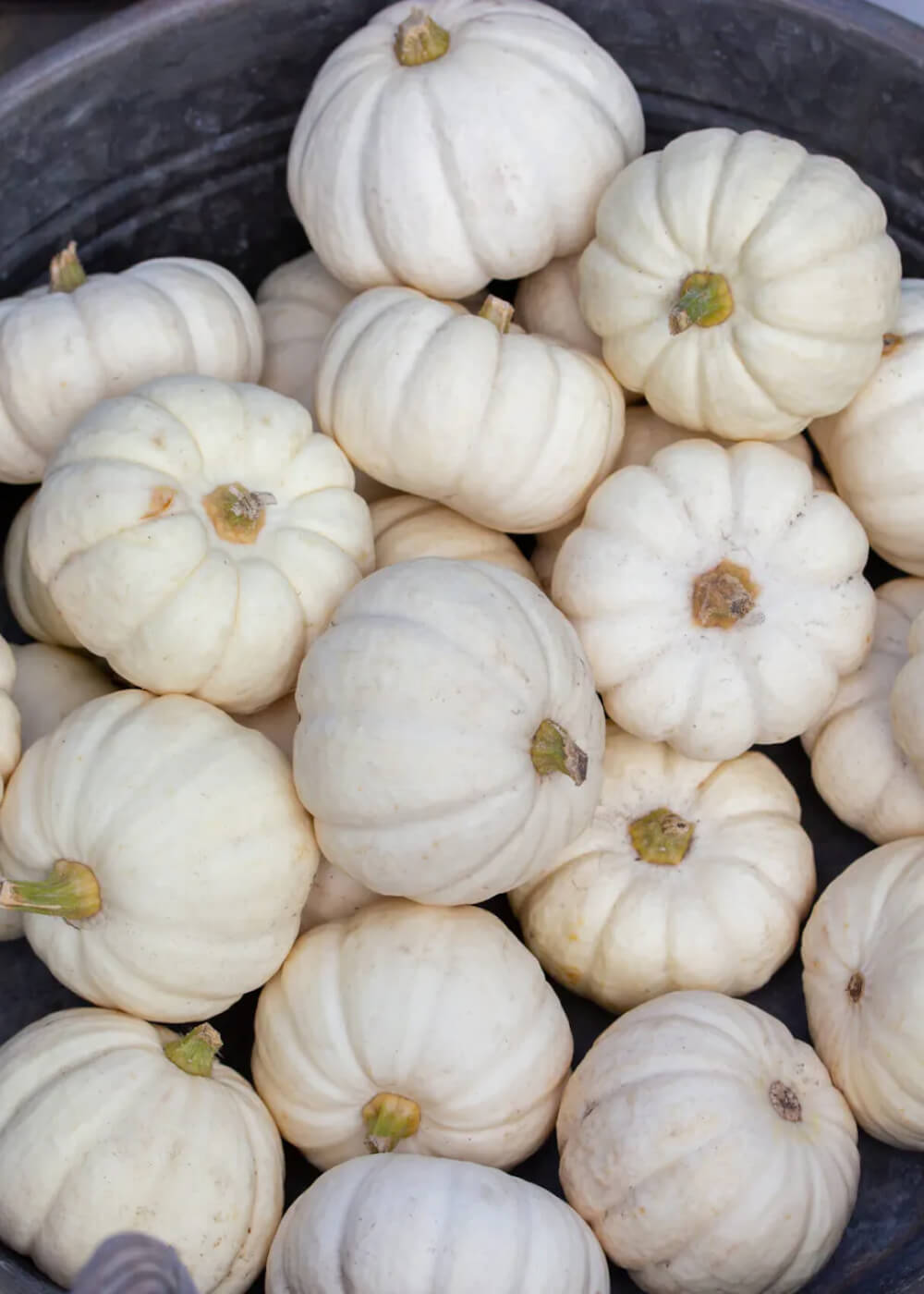 Miniature Pumpkin - Baby Boo